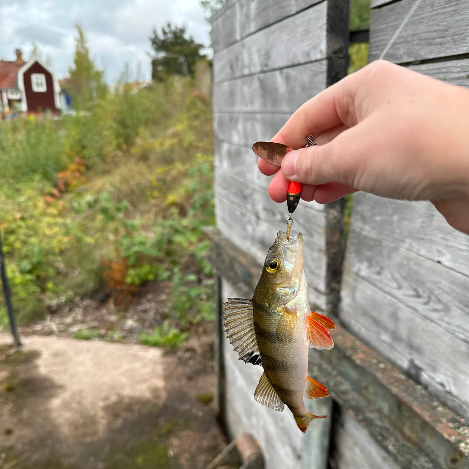 European perch caught on Fishbrain
