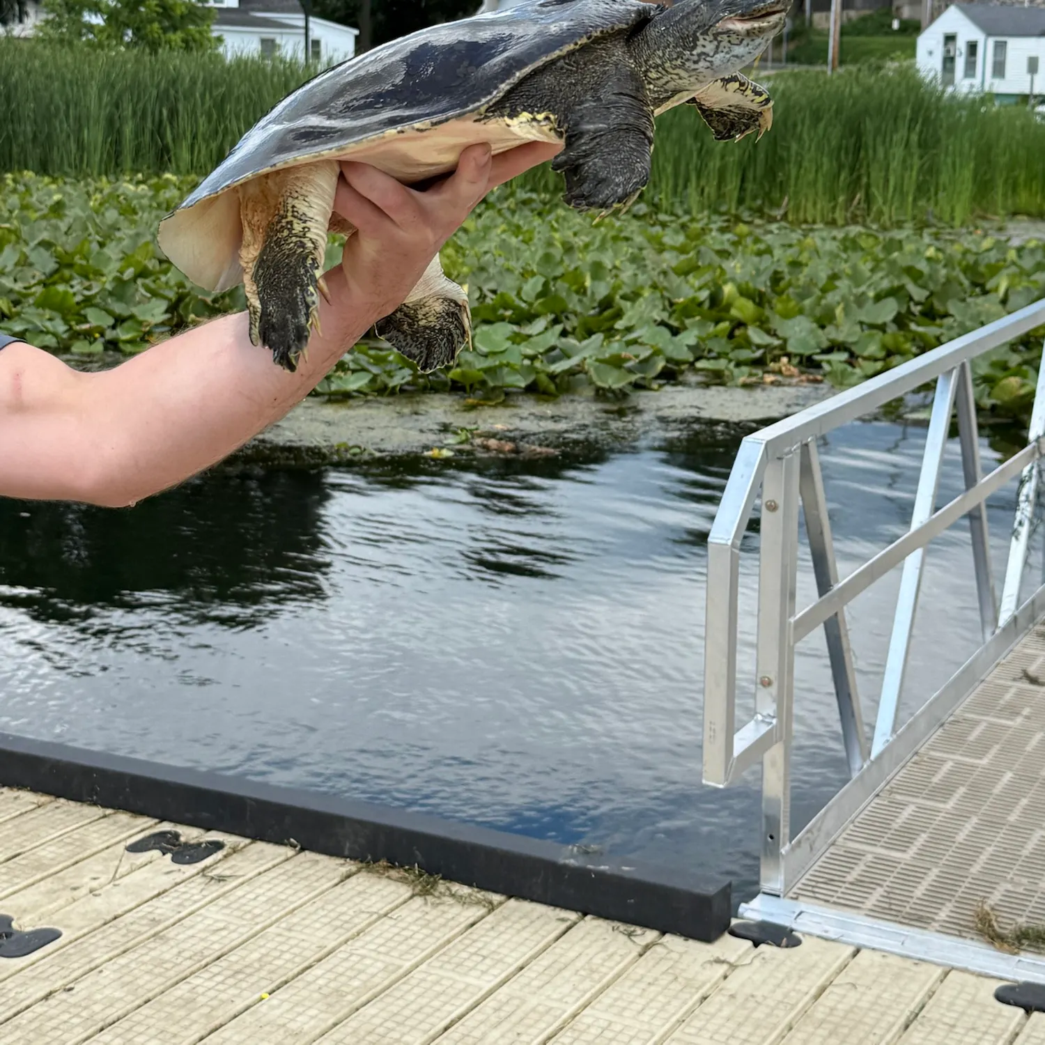 The most recent Spiny softshell turtle catches on Fishbrain