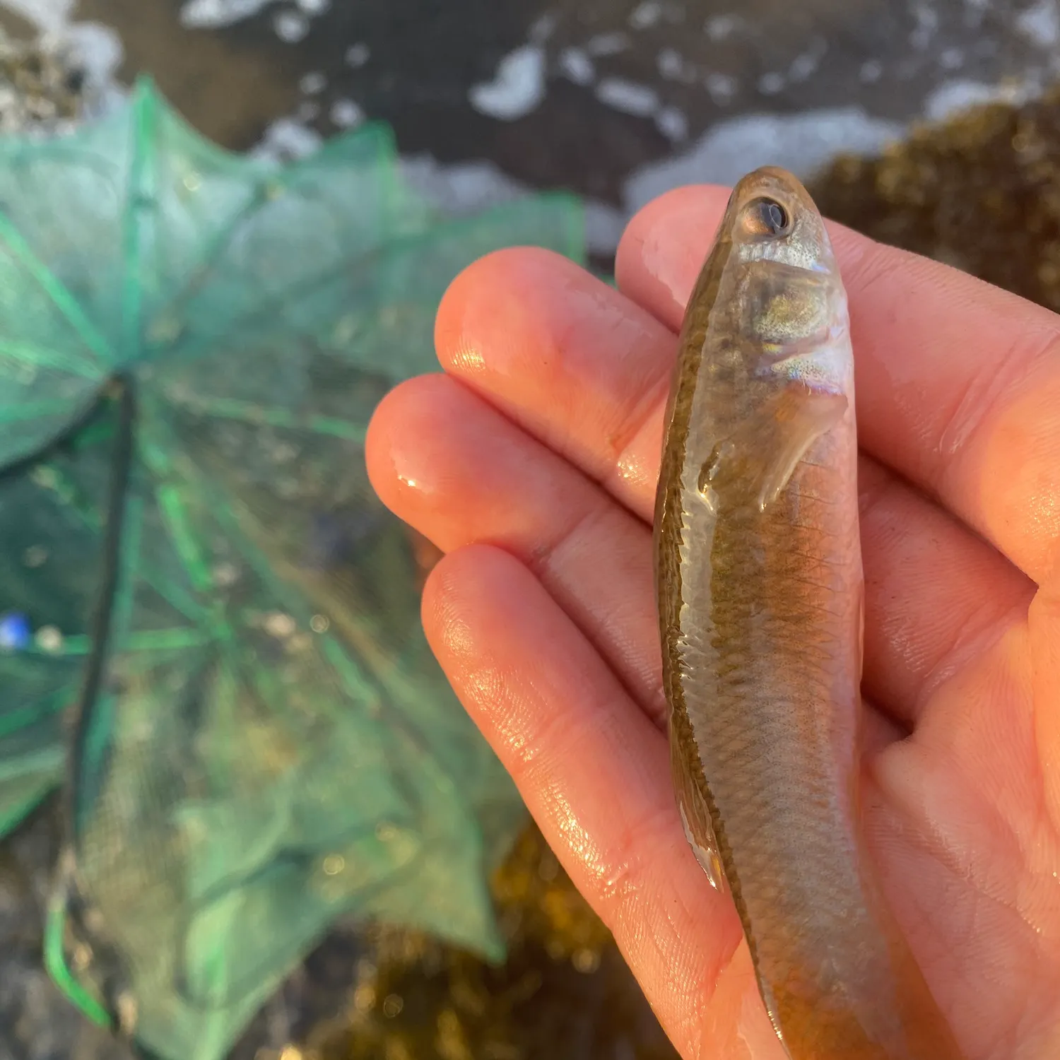 Cunner caught on Fishbrain