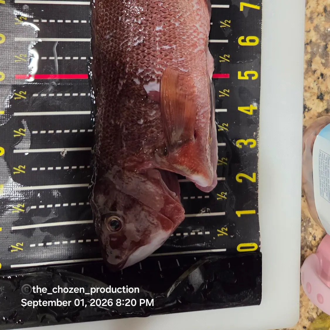 The most recent California sheephead catches on Fishbrain