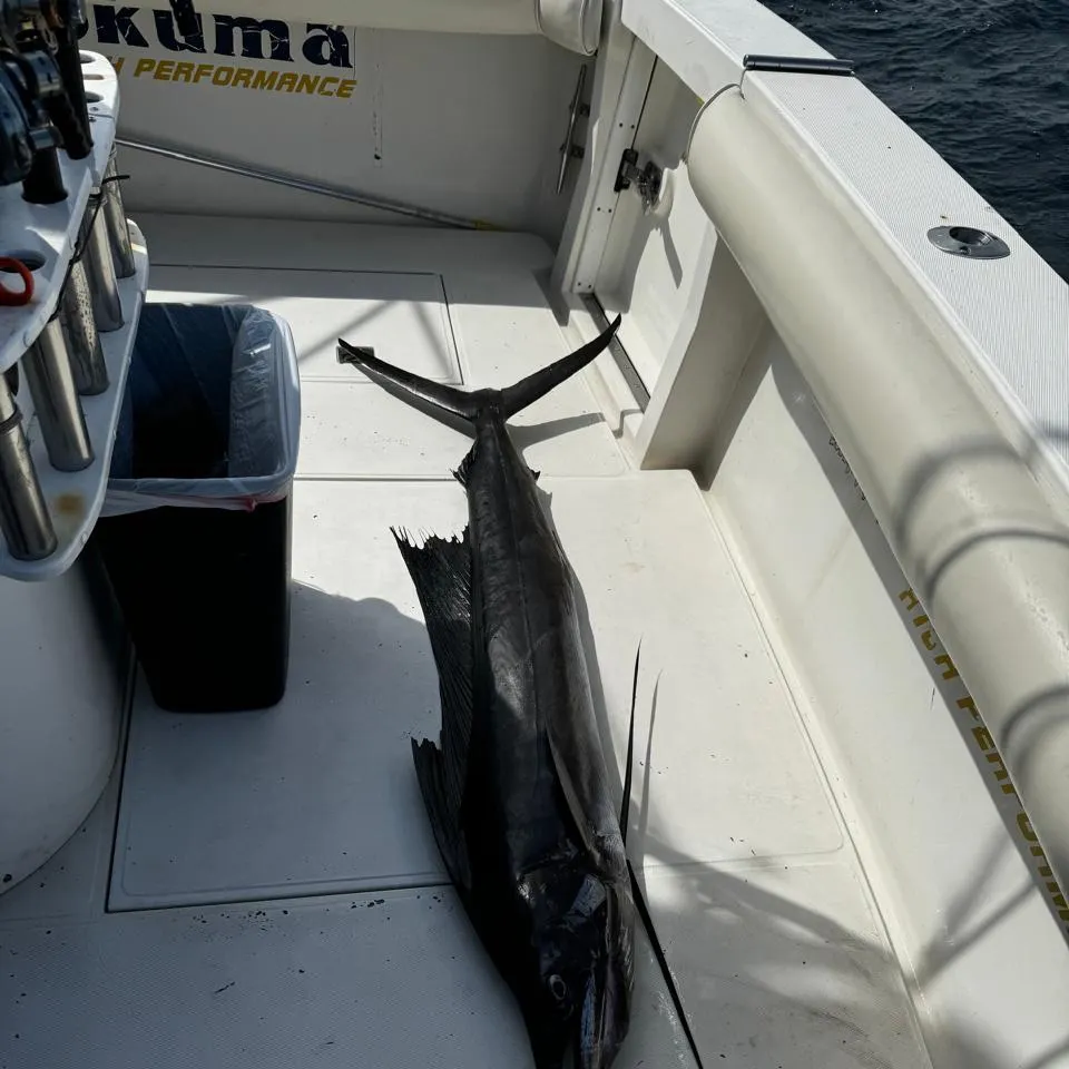 The most recent Indo-Pacific sailfish catches on Fishbrain