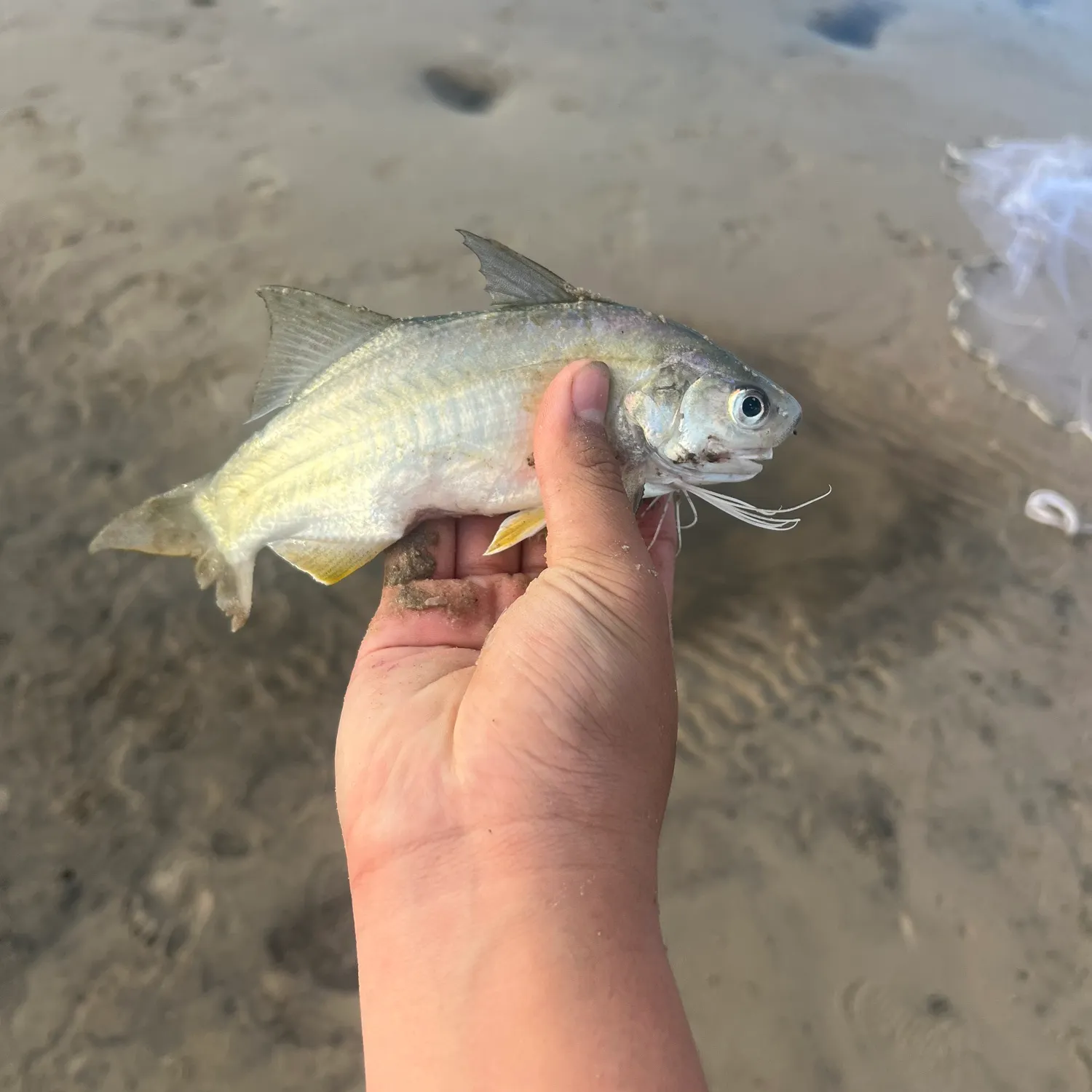 The most recent King threadfin catches on Fishbrain