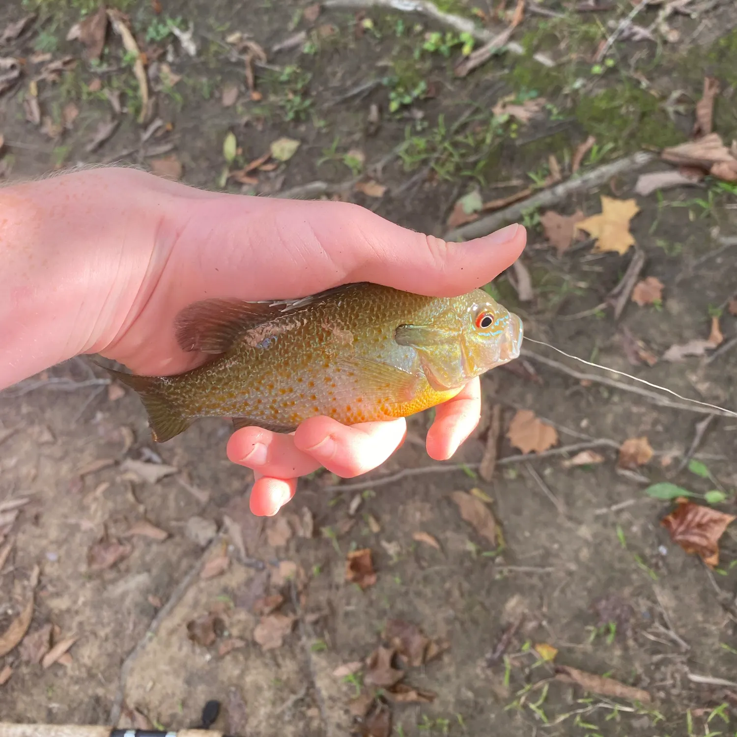 Redbreast sunfish caught on Fishbrain