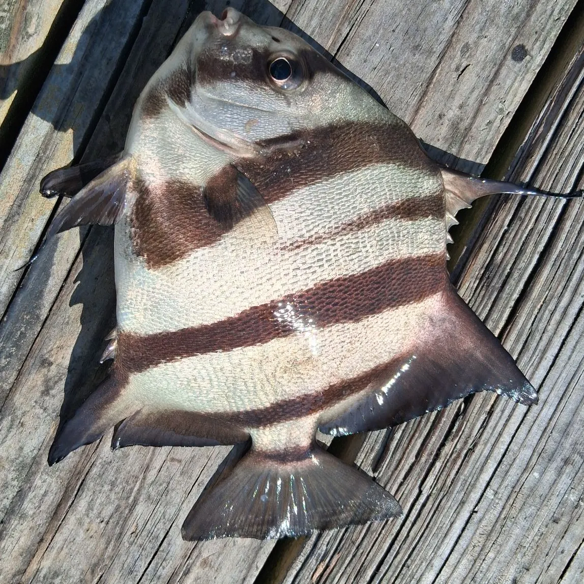The most recent Atlantic spadefish catches on Fishbrain
