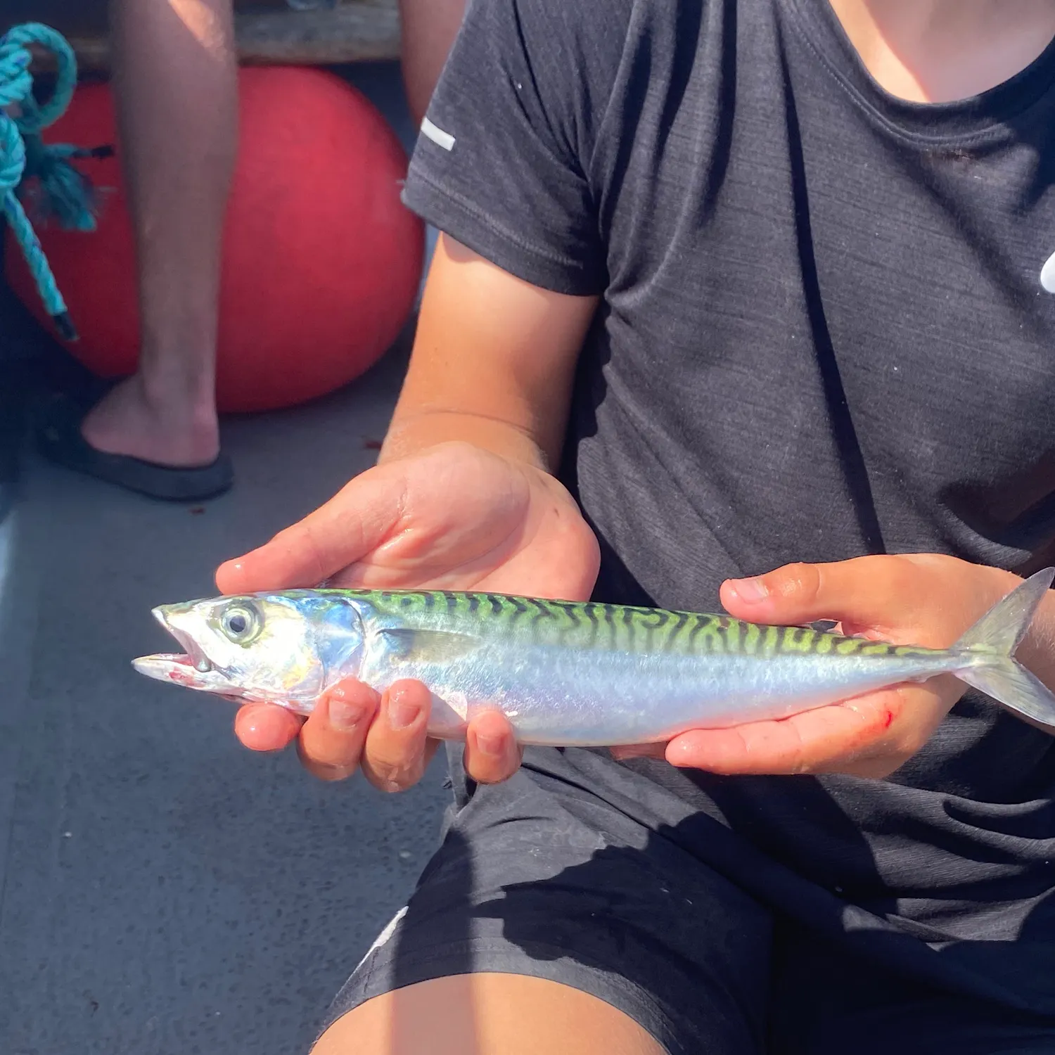 The most recent Atlantic mackerel catches on Fishbrain