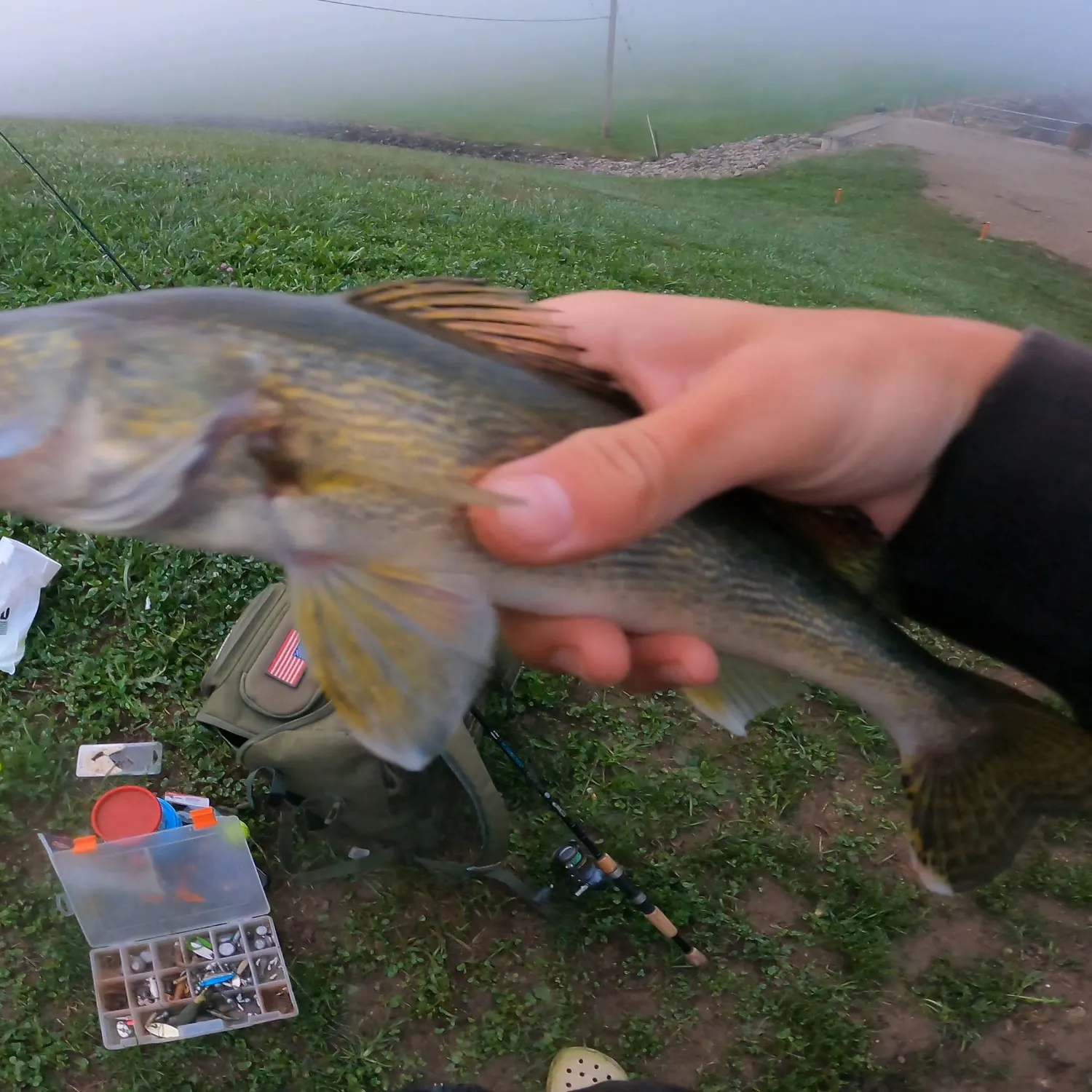 Saugeye caught on Fishbrain