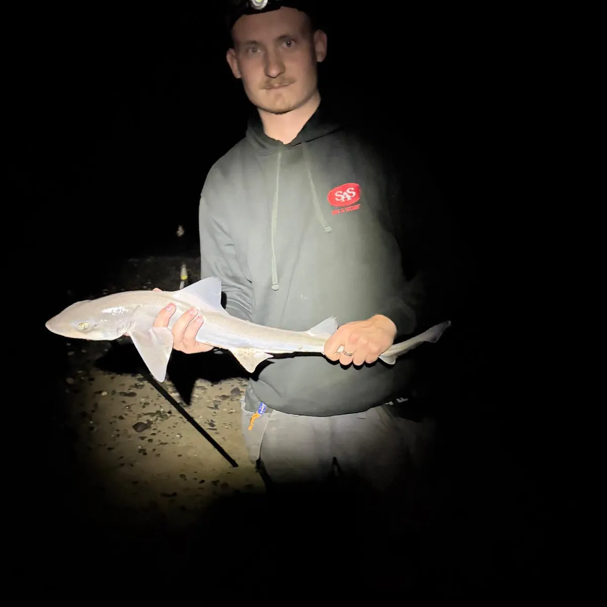 Starry smooth-hound caught on Fishbrain