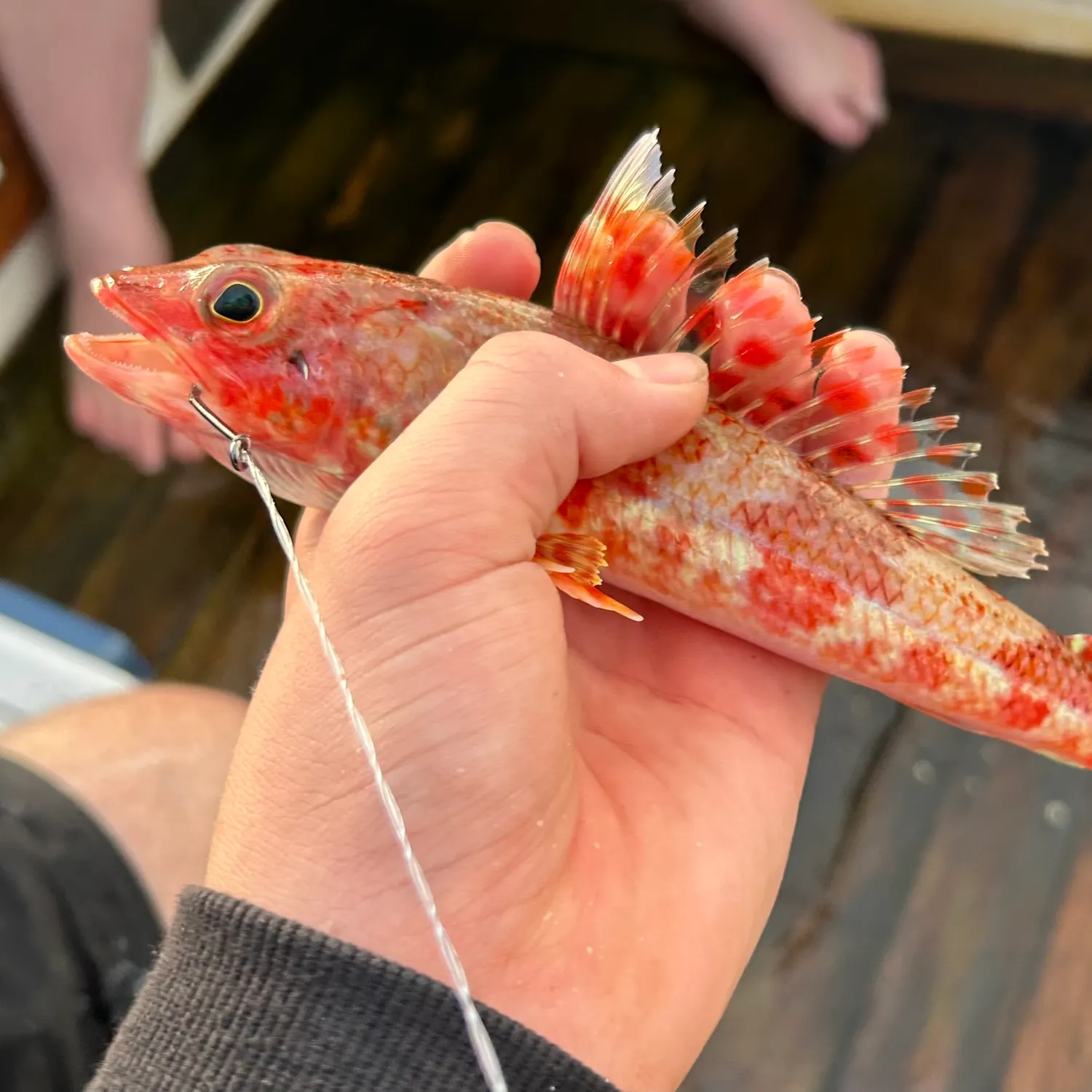 The most recent Sergeant Baker catches on Fishbrain