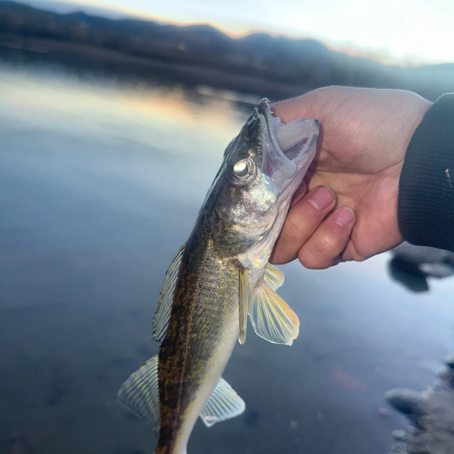 The most recent Sauger catches on Fishbrain