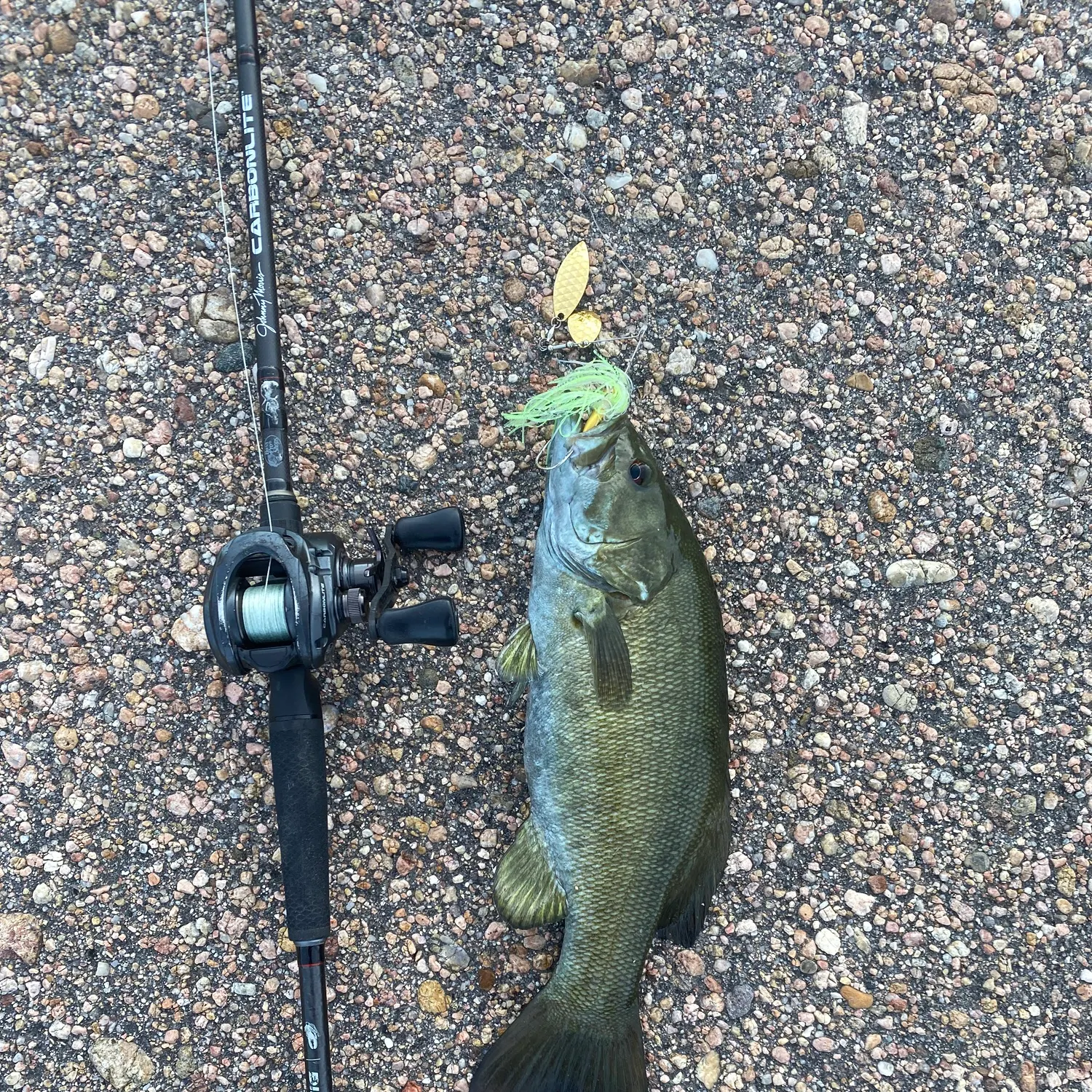Smallmouth bass caught on Fishbrain