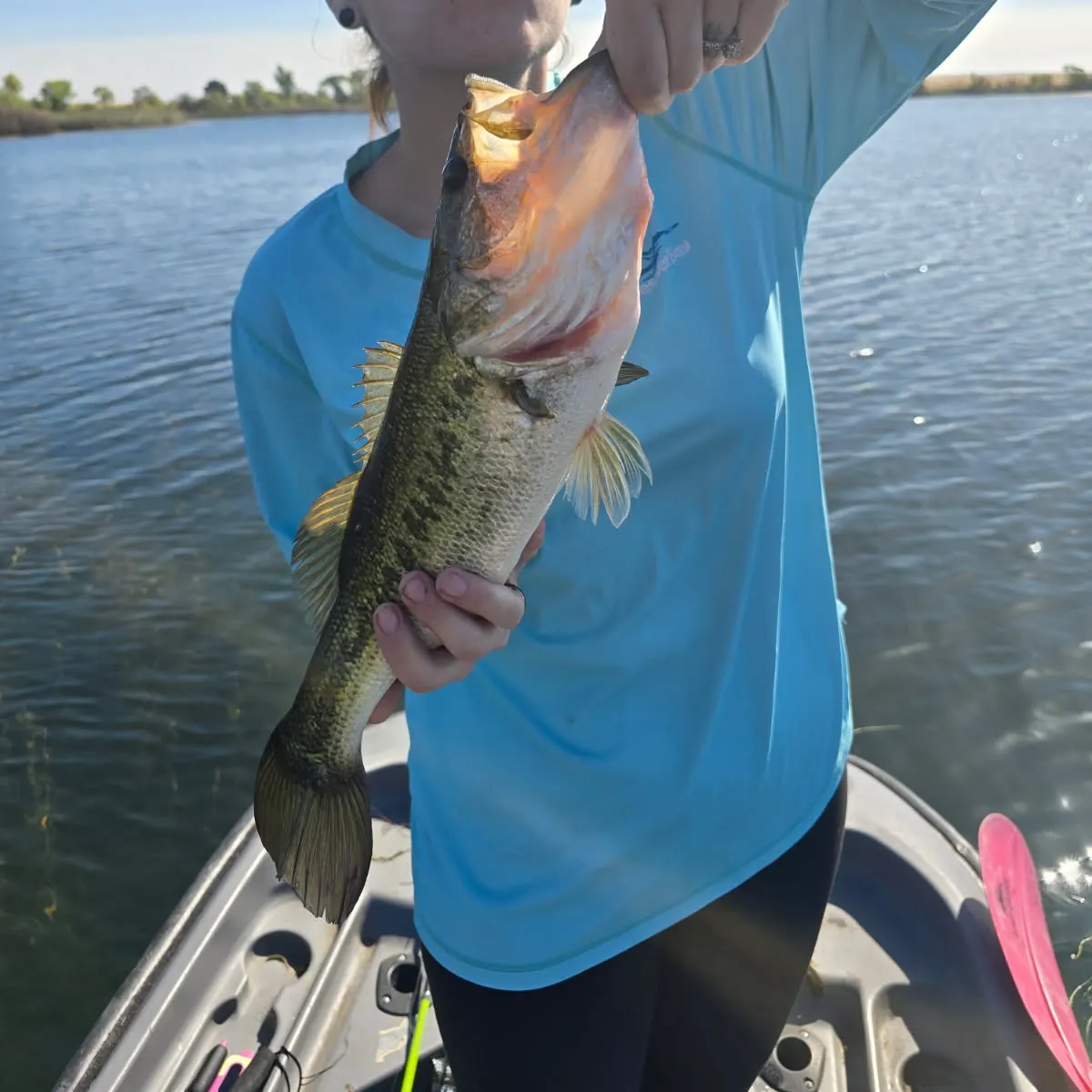 Spotted bass caught on Fishbrain