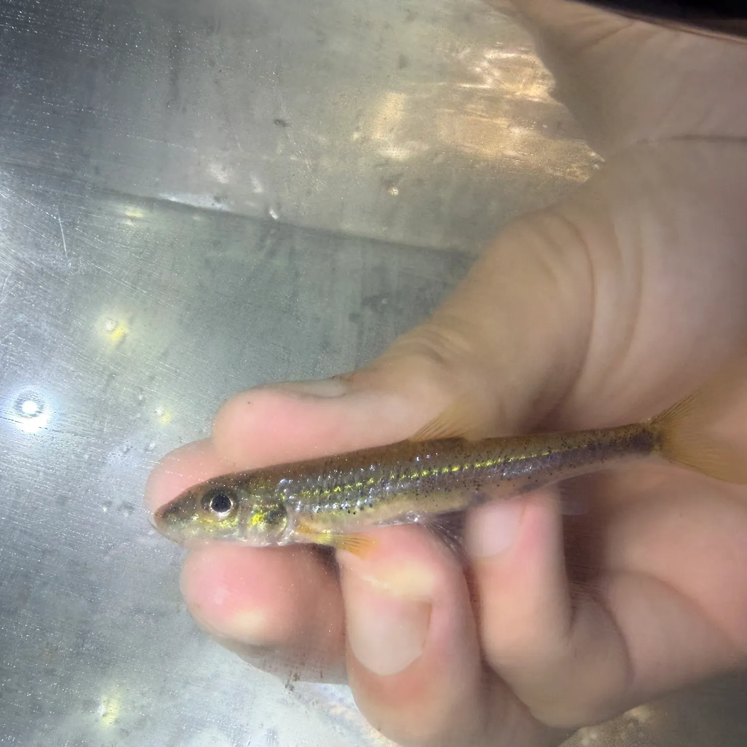 The most recent Silver chub catches on Fishbrain