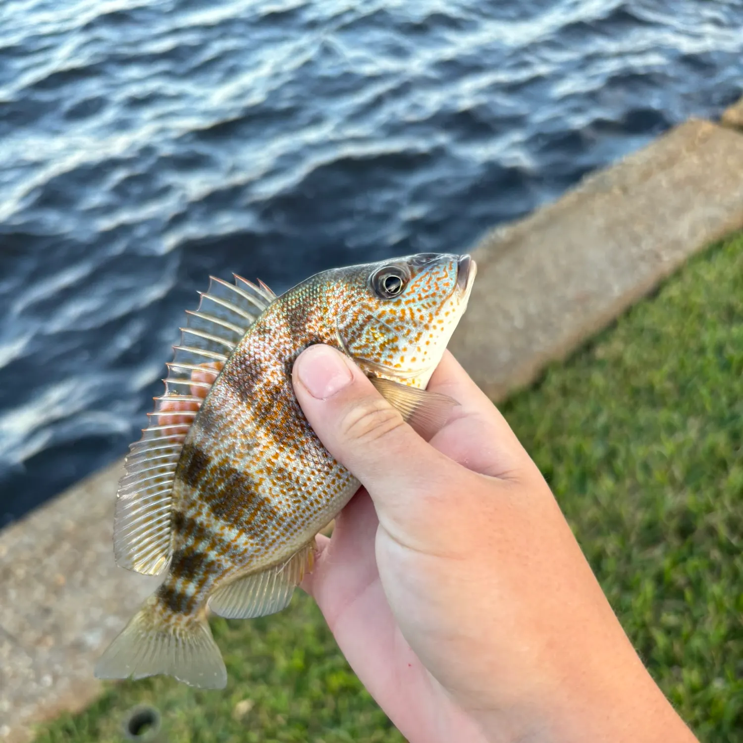 Pigfish caught on Fishbrain
