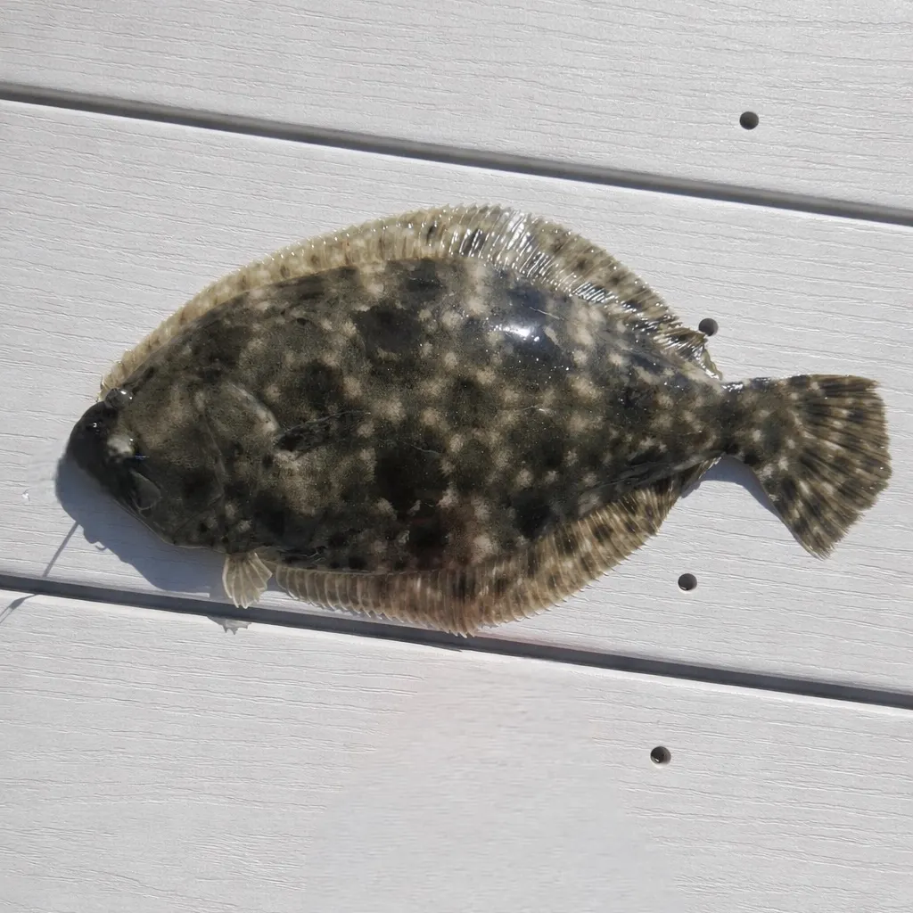 The most recent Gulf flounder catches on Fishbrain