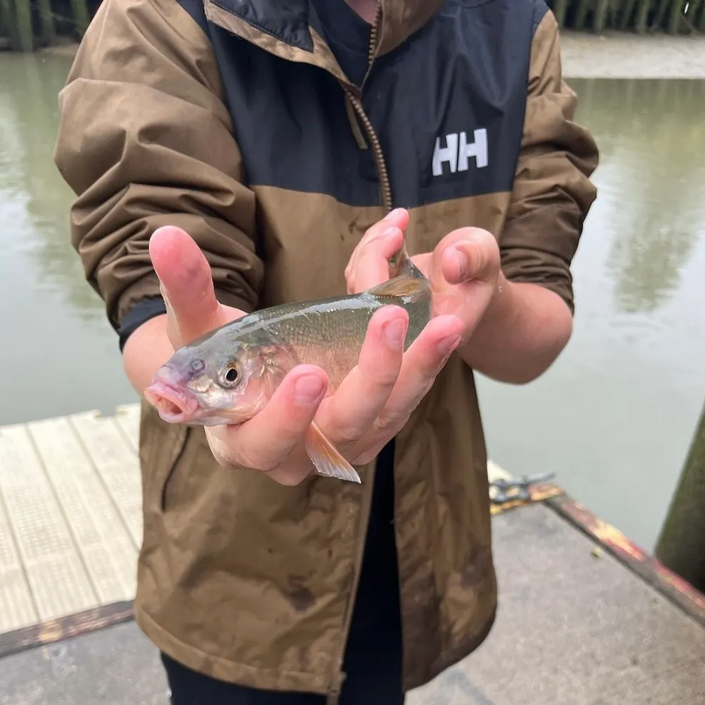 The most recent Peamouth catches on Fishbrain