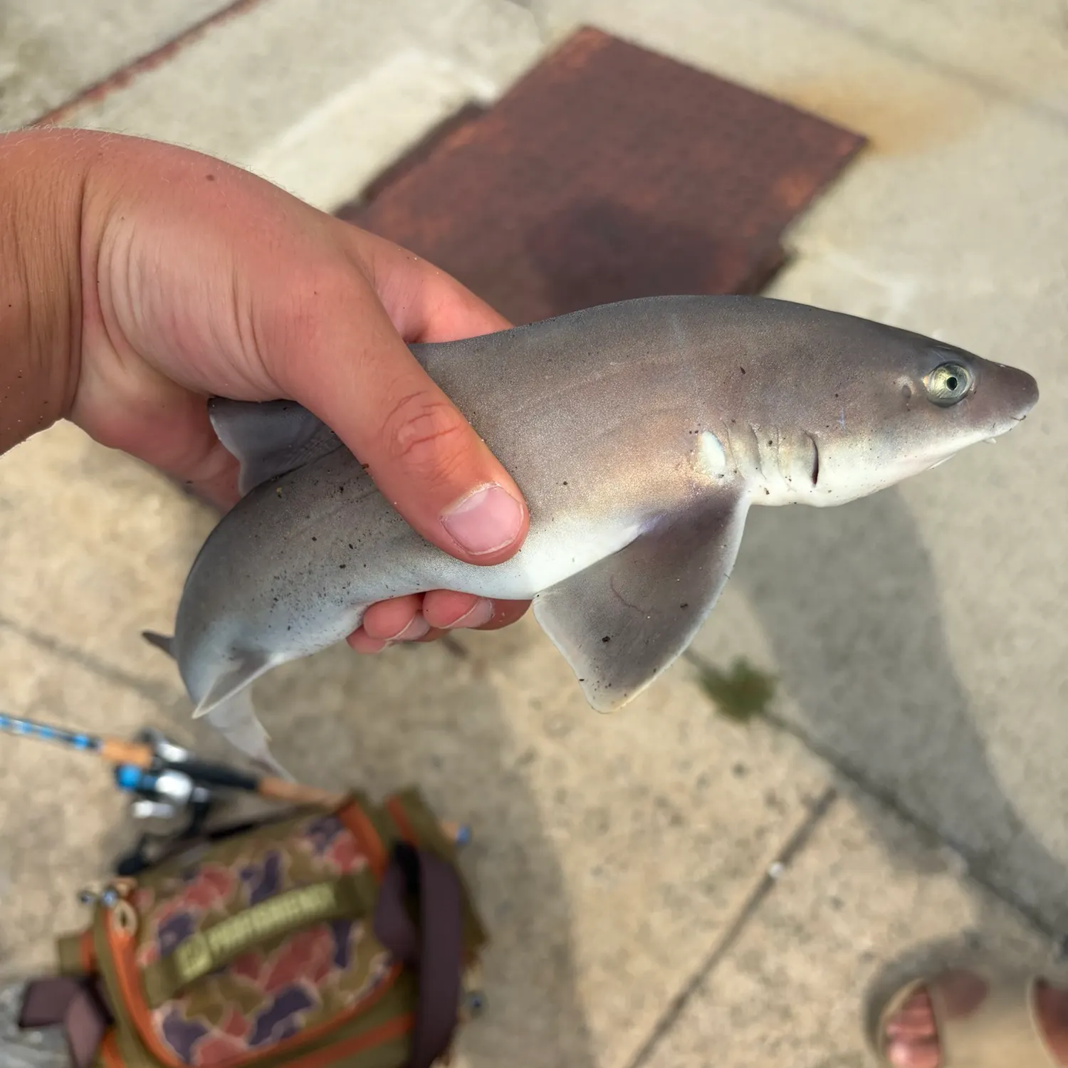 Dusky smooth-hound caught on Fishbrain
