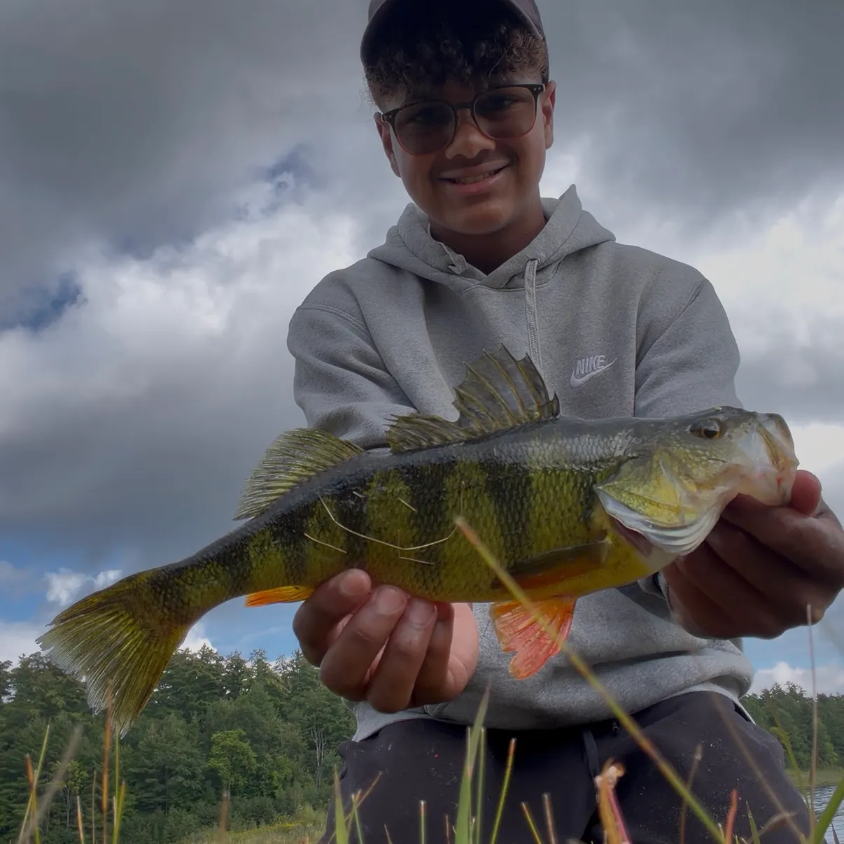 Yellow perch caught on Fishbrain