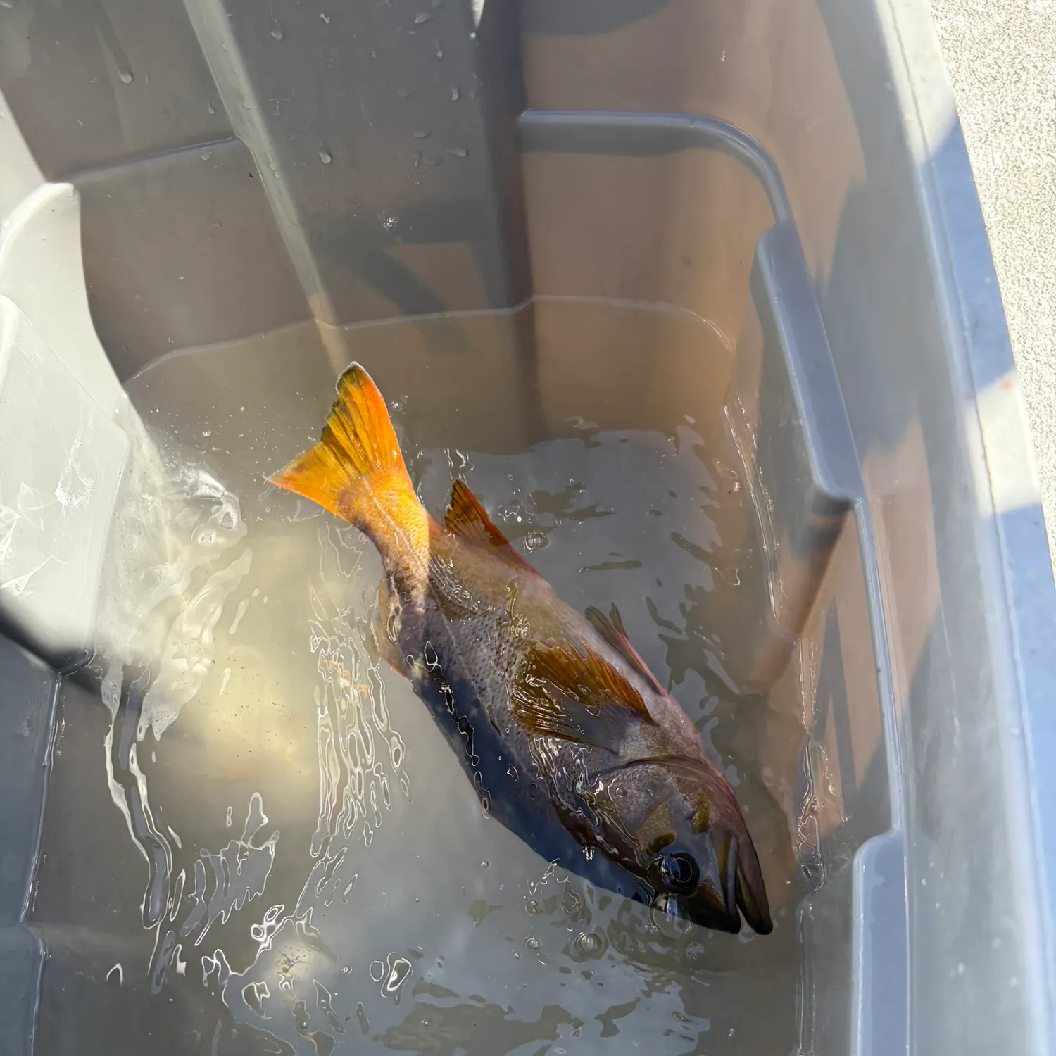 Yellowtail rockfish caught on Fishbrain