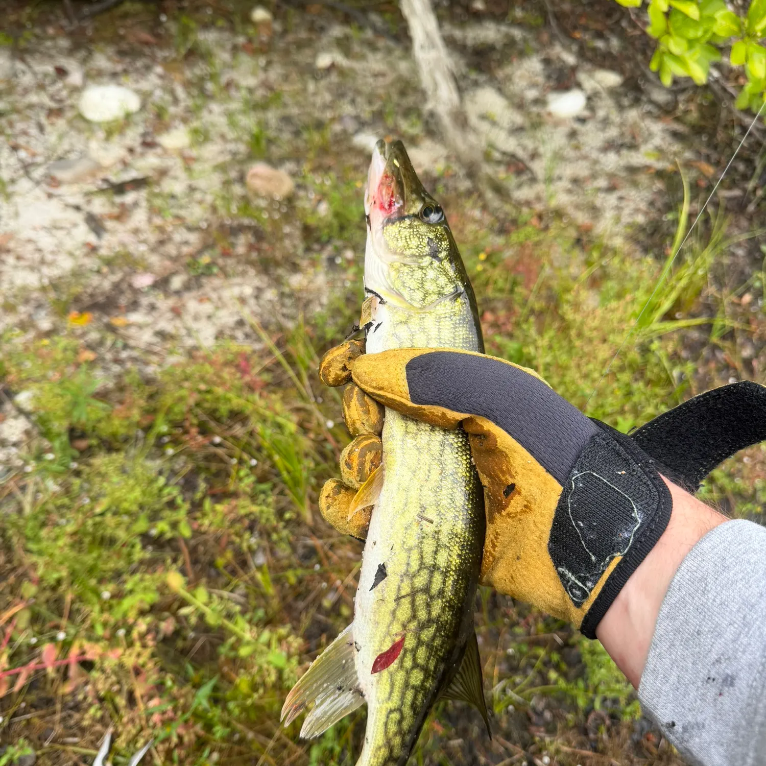 Chain pickerel caught on Fishbrain