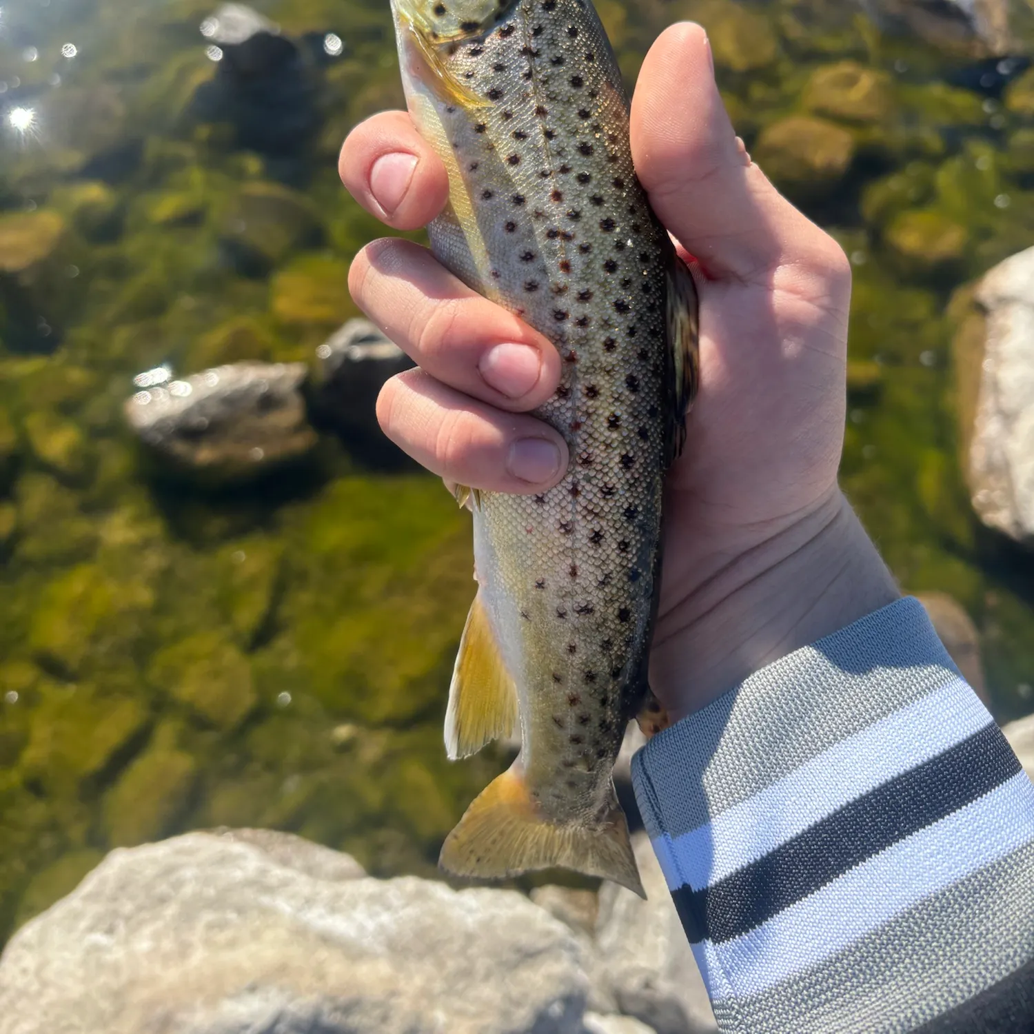 Brown trout caught on Fishbrain