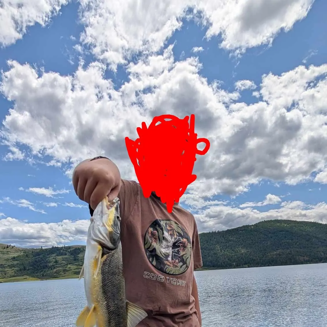 The most recent Umpqua pikeminnow catches on Fishbrain