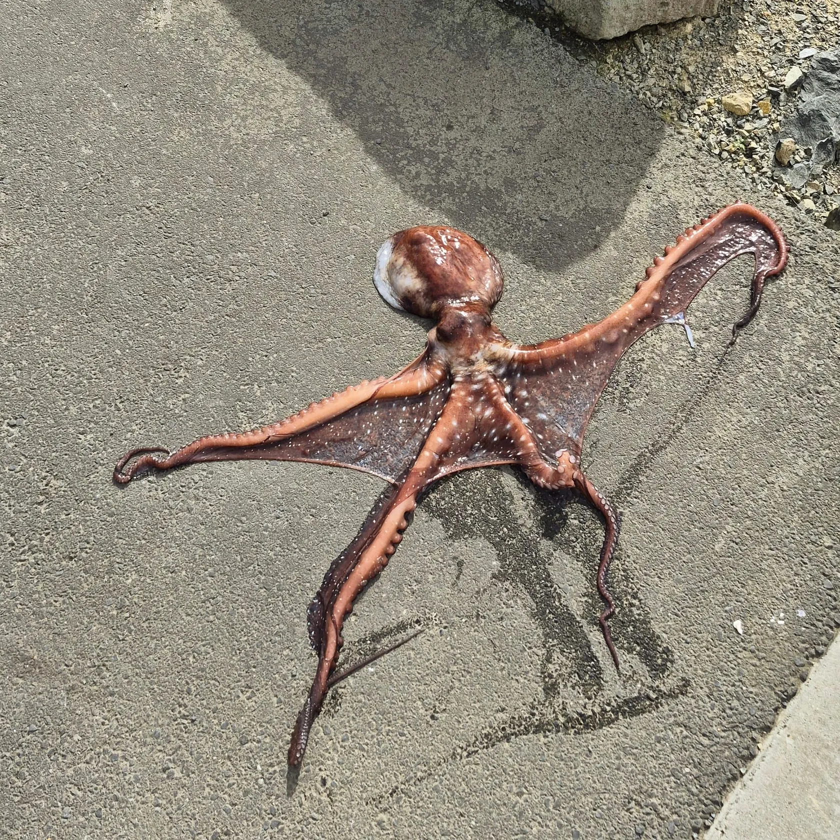 The most recent Common octopus catches on Fishbrain