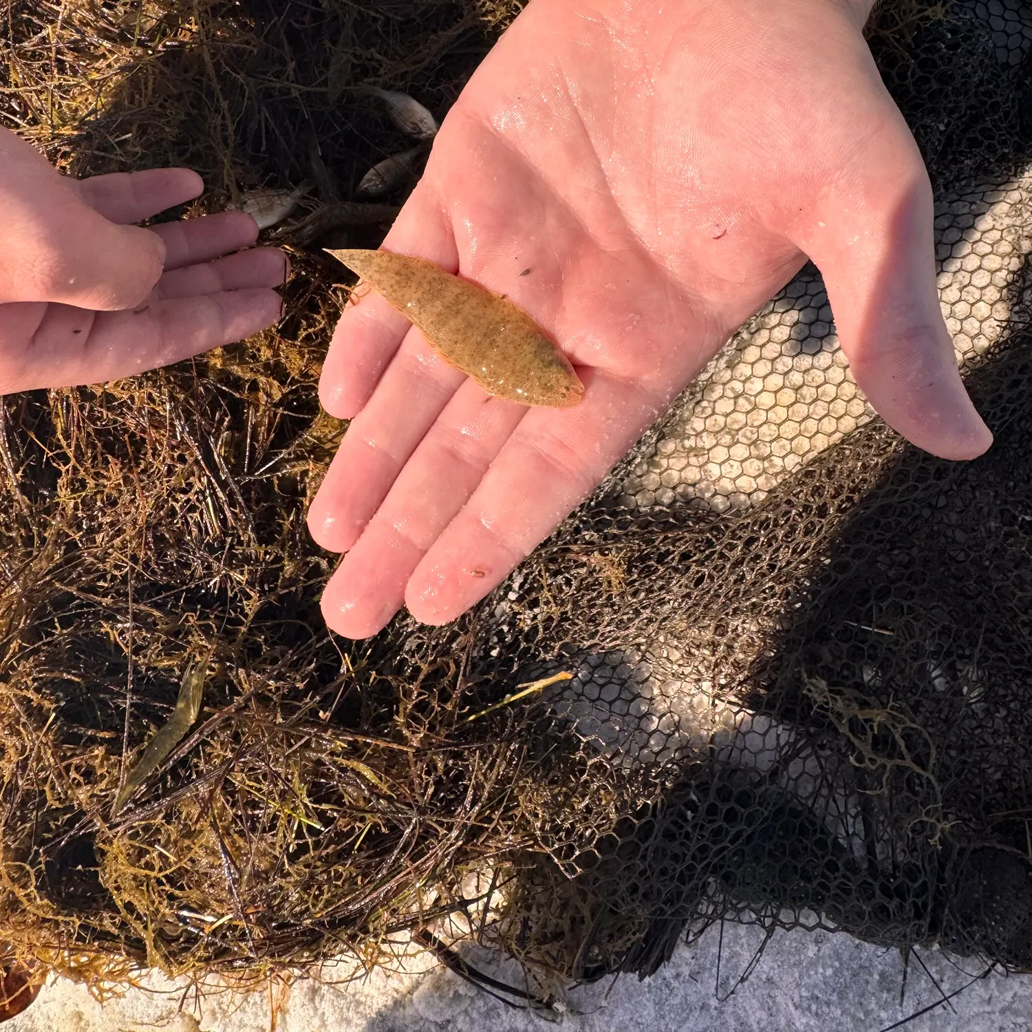 The most recent Blackcheek tonguefish catches on Fishbrain