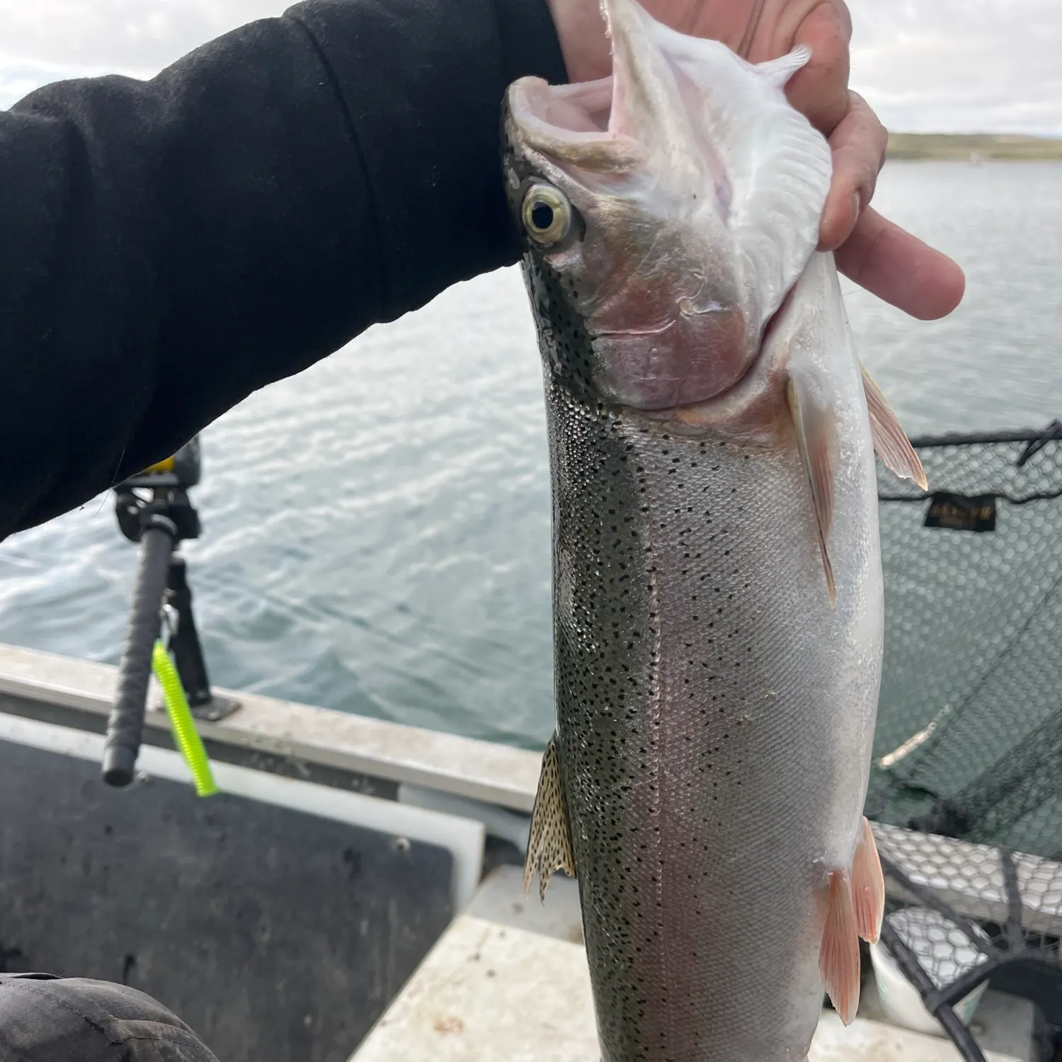Rainbow trout caught on Fishbrain