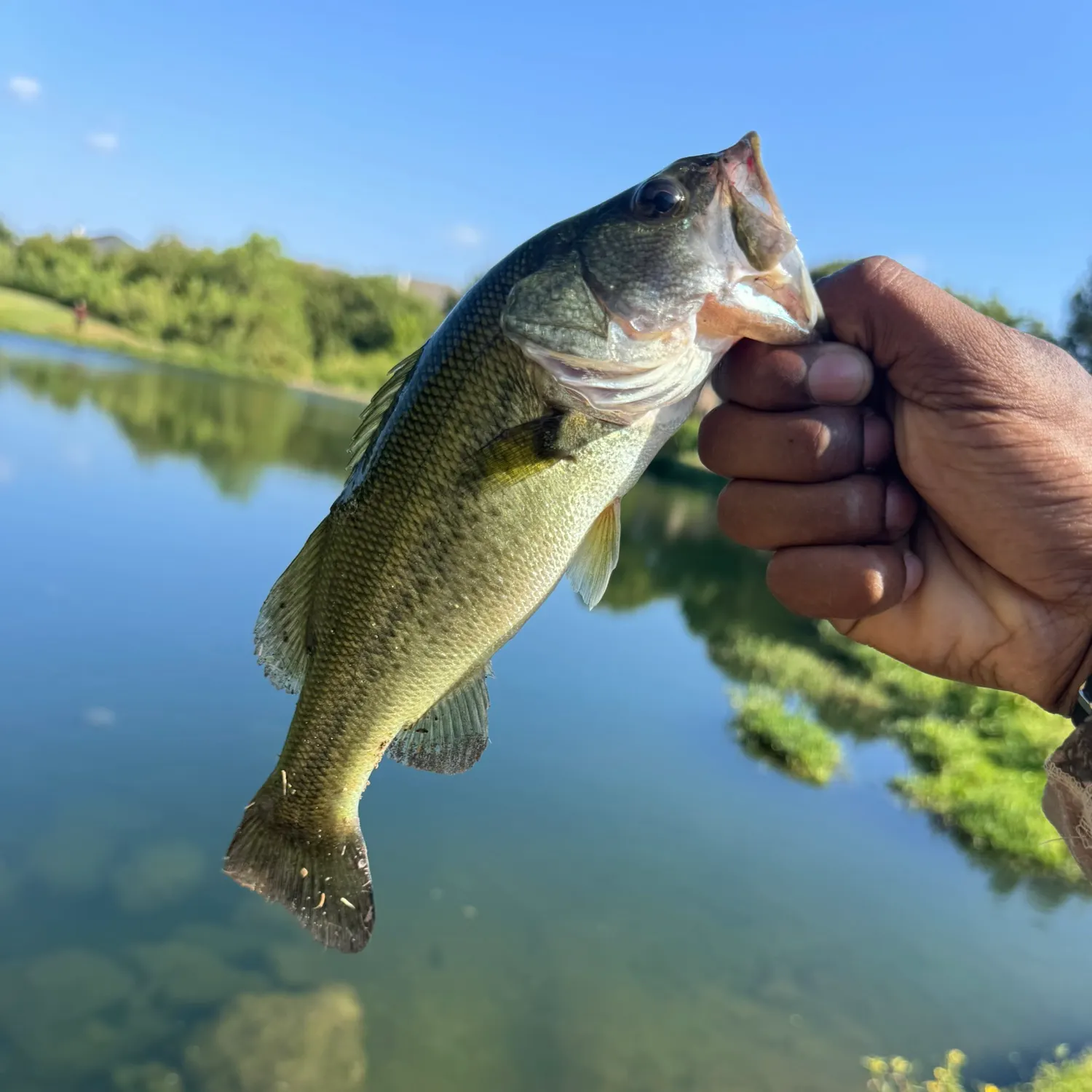 Largemouth bass caught on Fishbrain