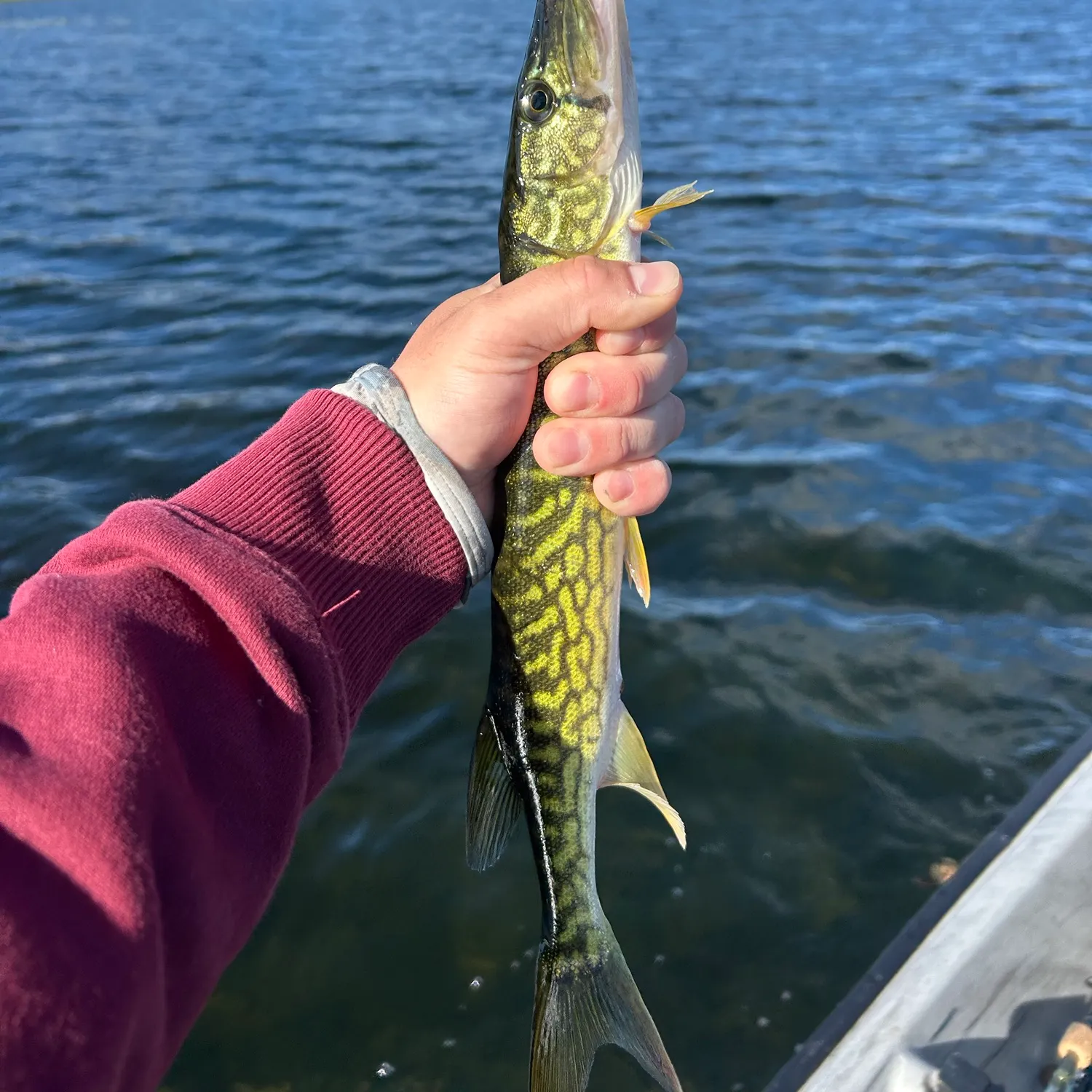 Chain pickerel caught on Fishbrain