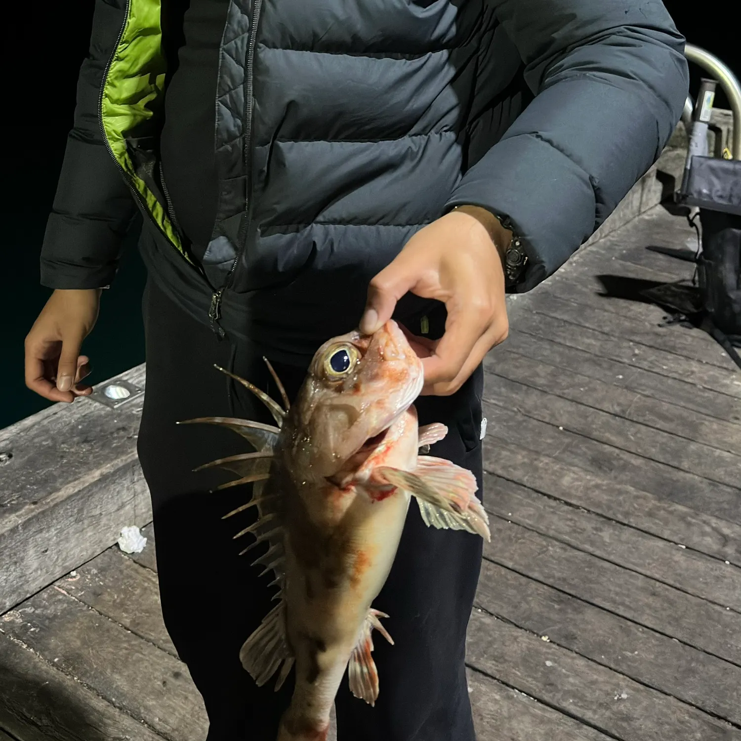 recently logged catches