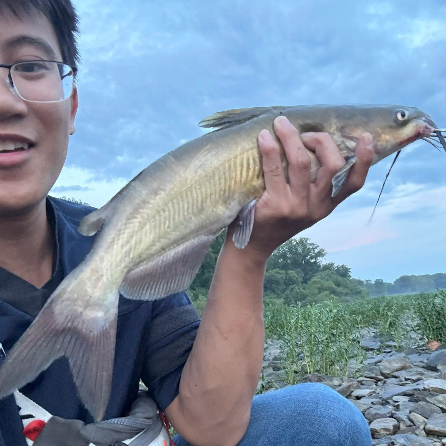 Channel catfish caught on Fishbrain