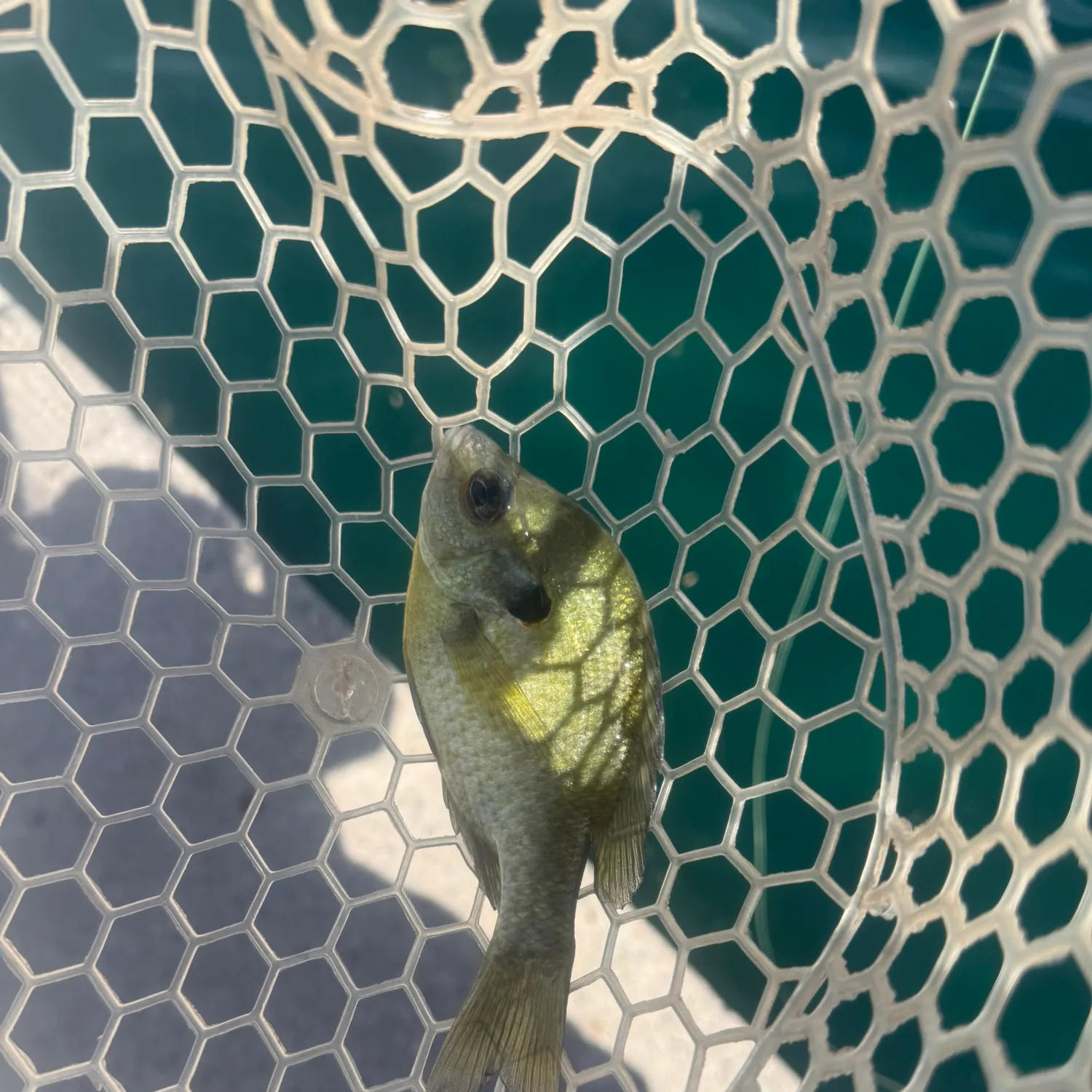 Bluegill caught on Fishbrain