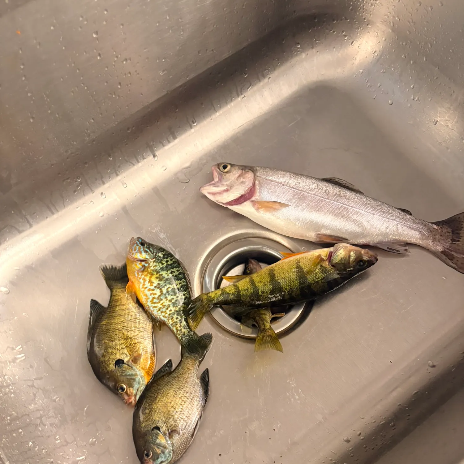 recently logged catches
