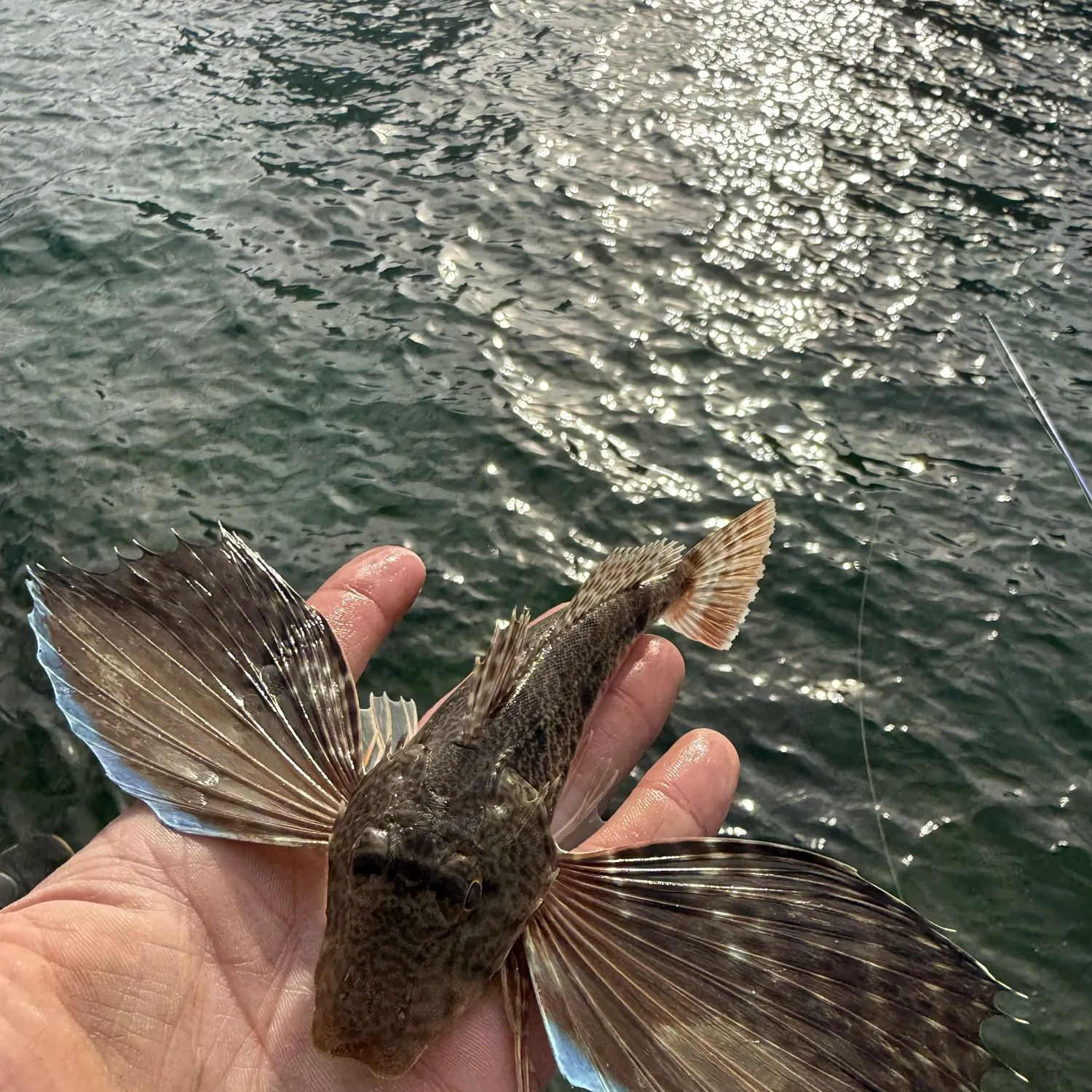 The most recent Blackwing searobin catches on Fishbrain