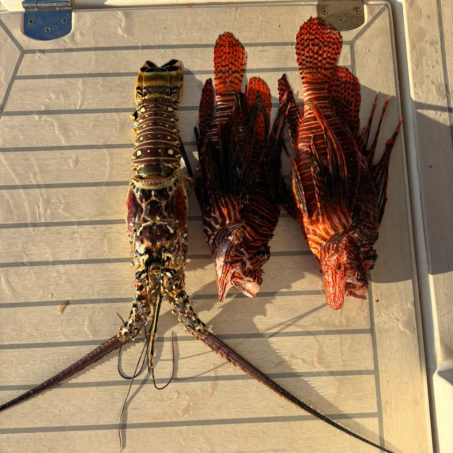 The most popular recent Red lionfish catch on Fishbrain