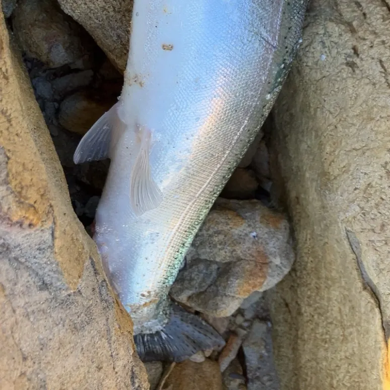 Rainbow trout caught on Fishbrain
