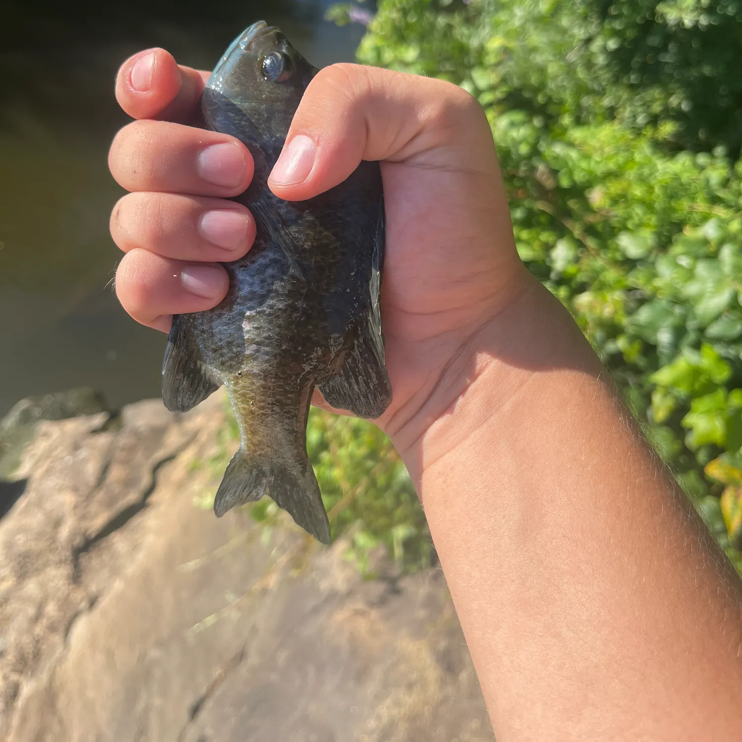Bluegill caught on Fishbrain