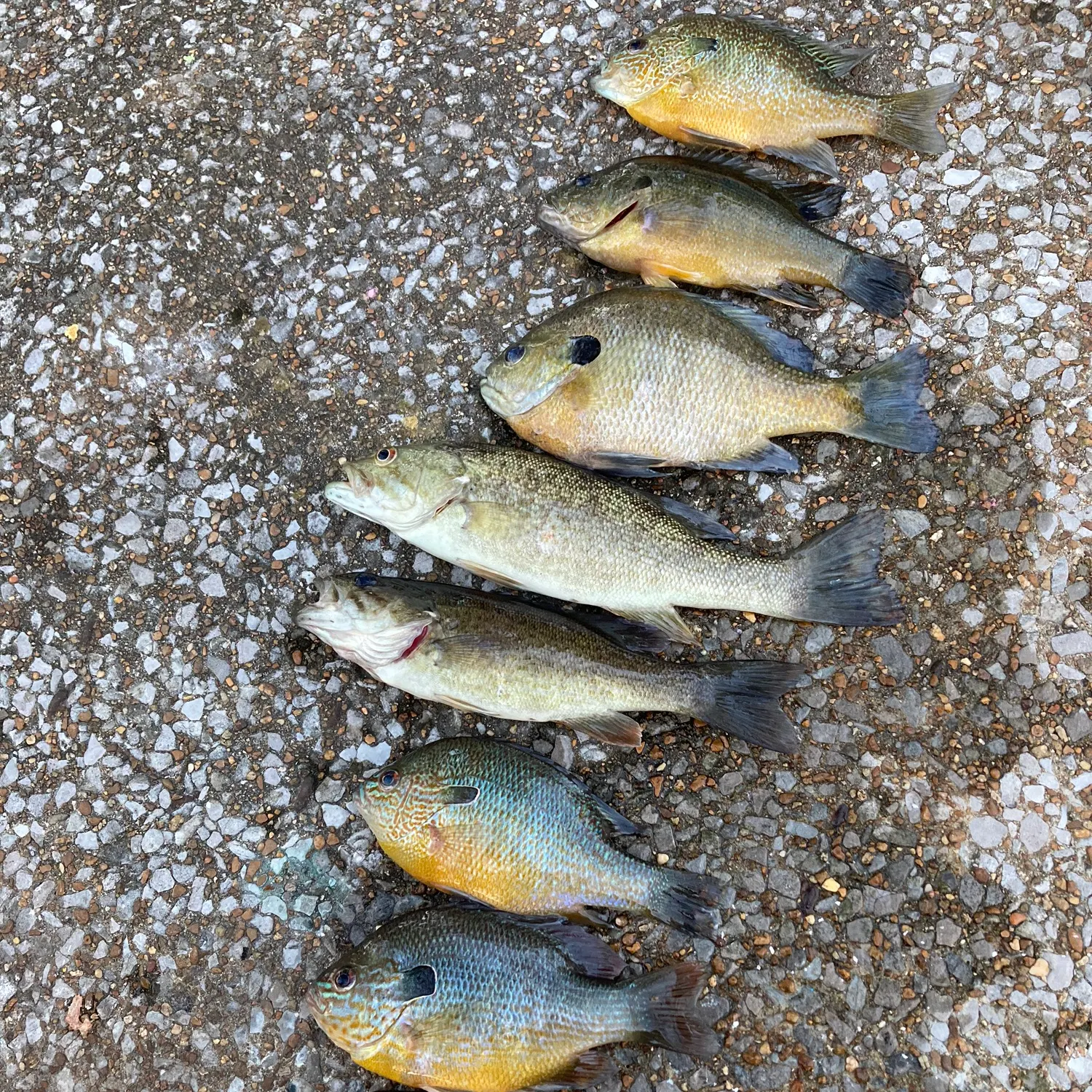 recently logged catches