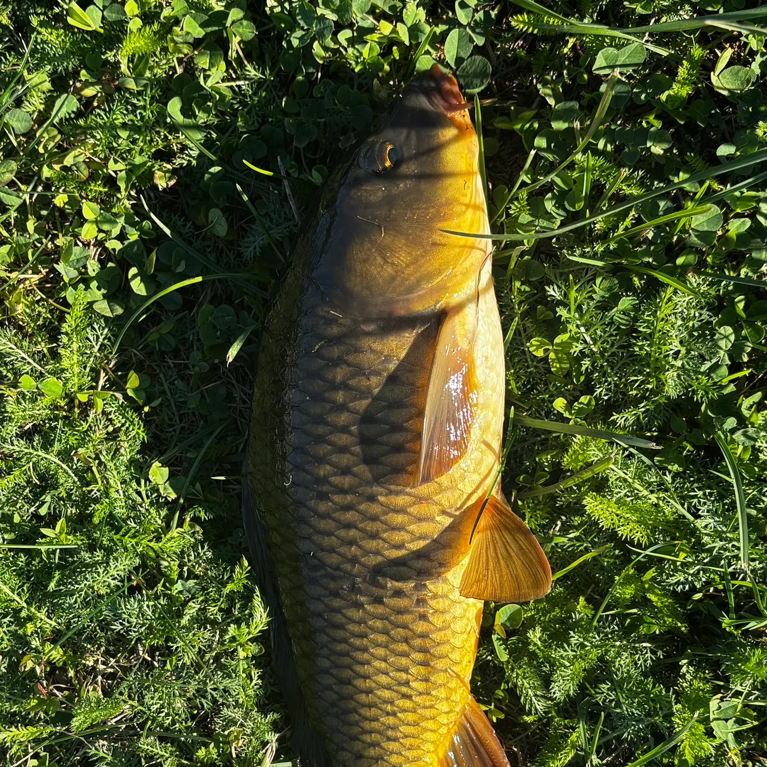Common carp caught on Fishbrain