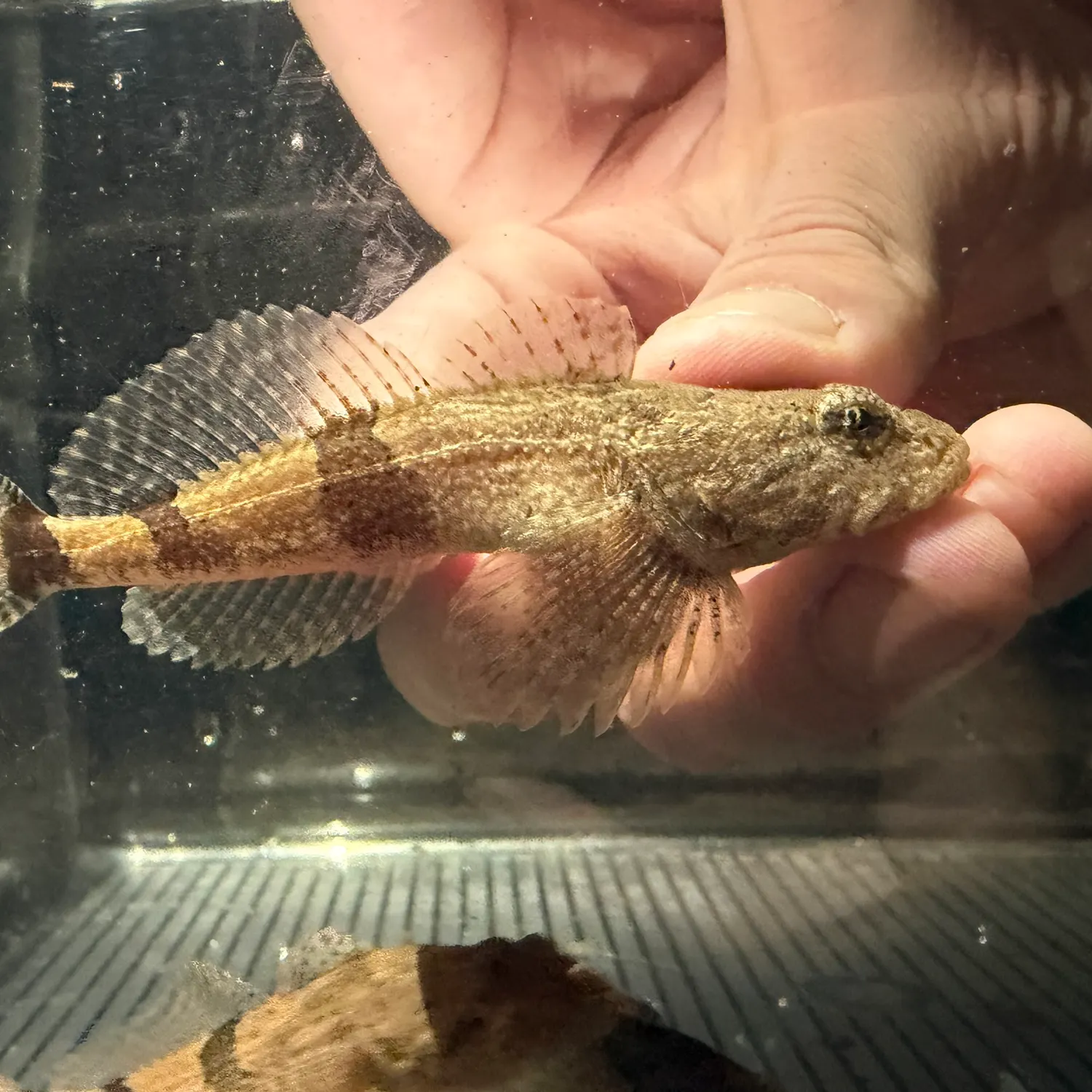 The most recent Banded sculpin catches on Fishbrain