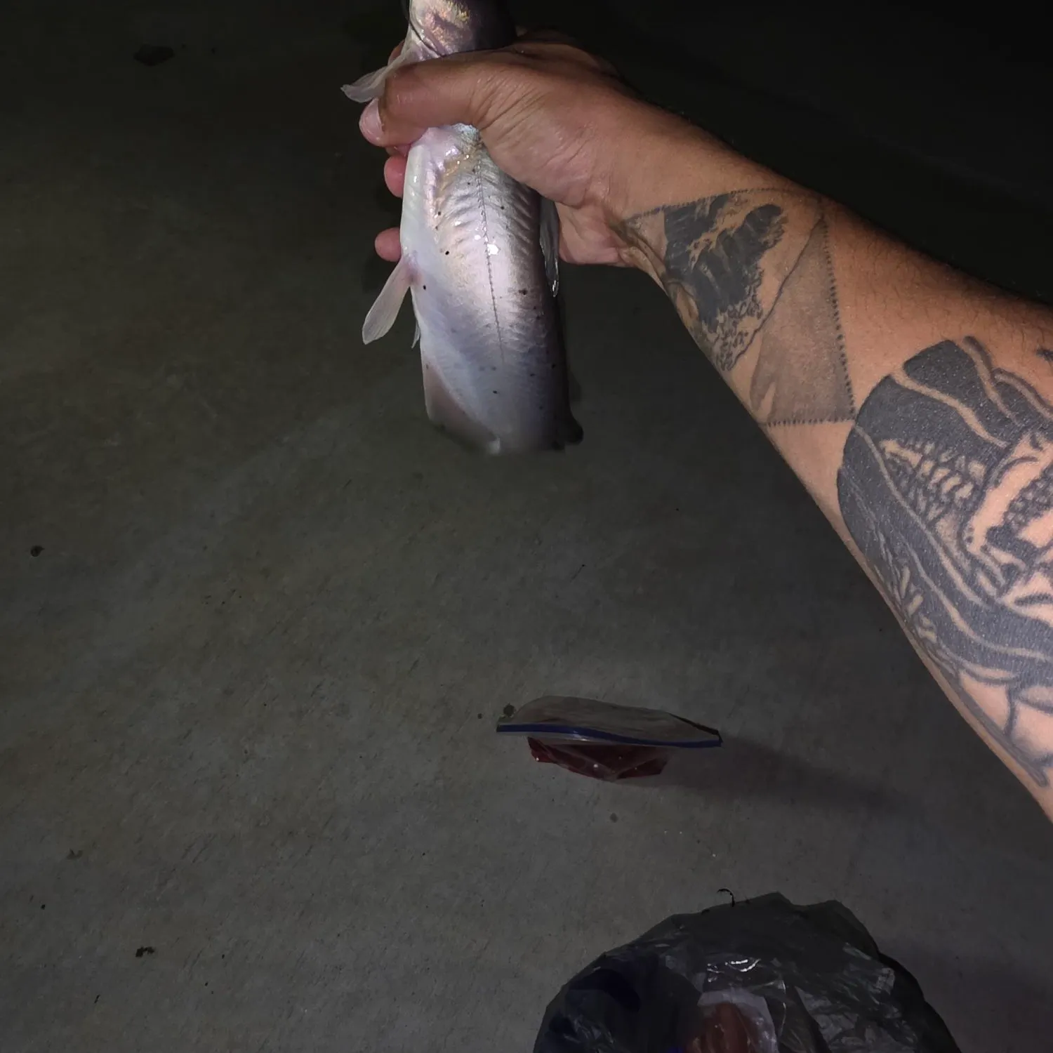Channel catfish caught on Fishbrain