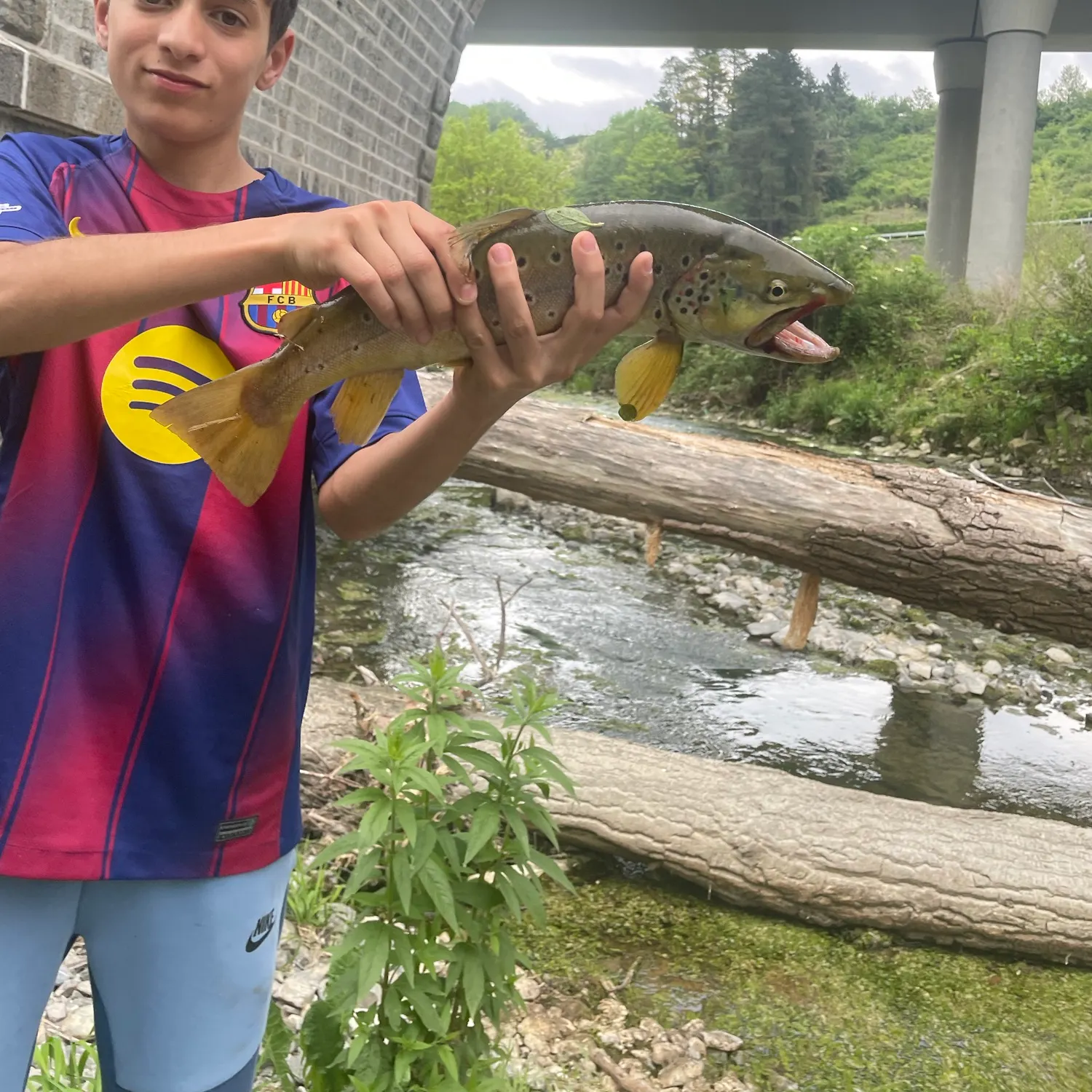 Brown trout caught on Fishbrain