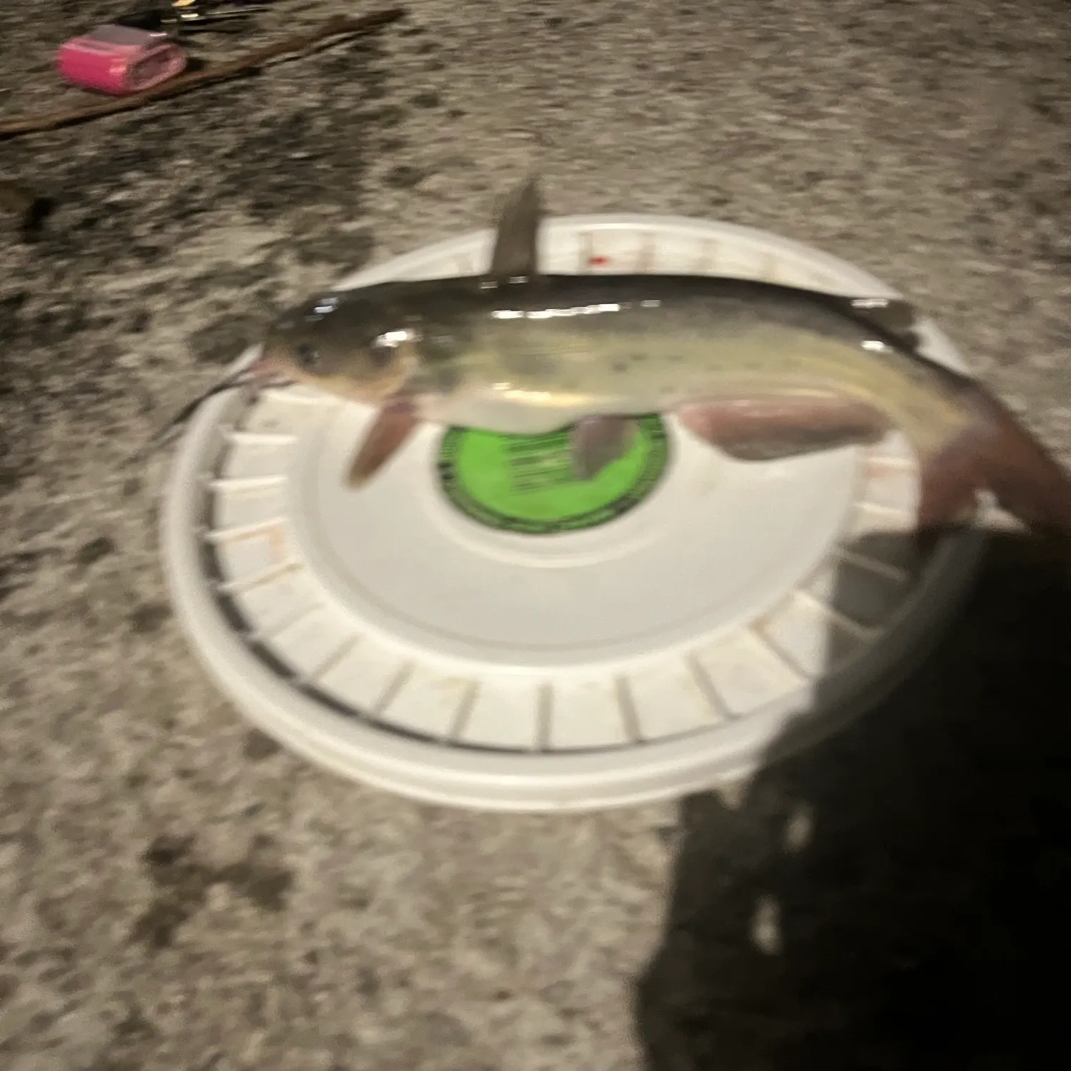 Channel catfish caught on Fishbrain