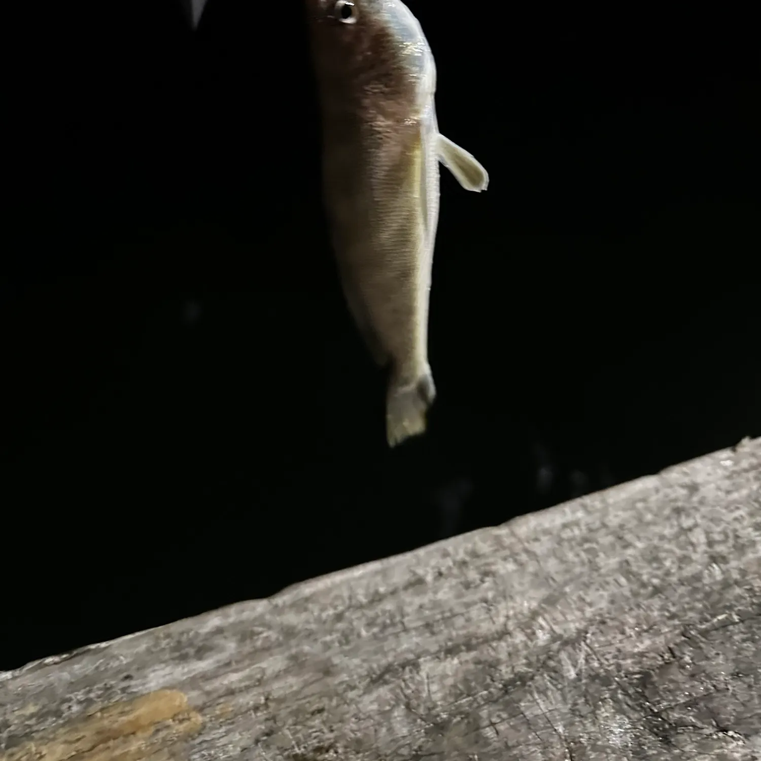 Southern kingcroaker caught on Fishbrain
