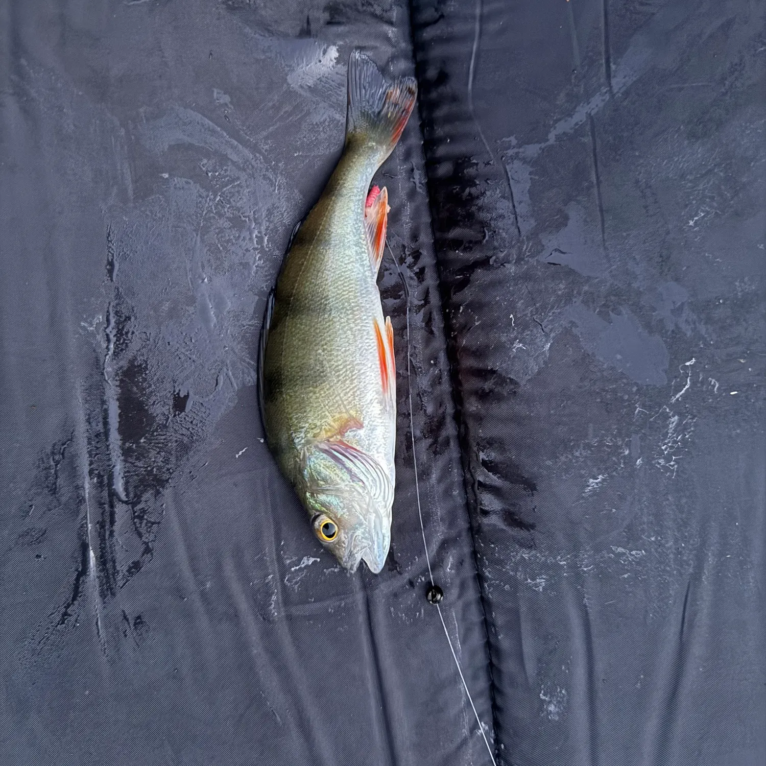 European perch caught on Fishbrain