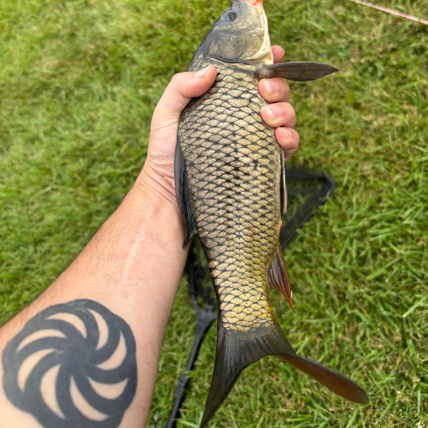 Common carp caught on Fishbrain
