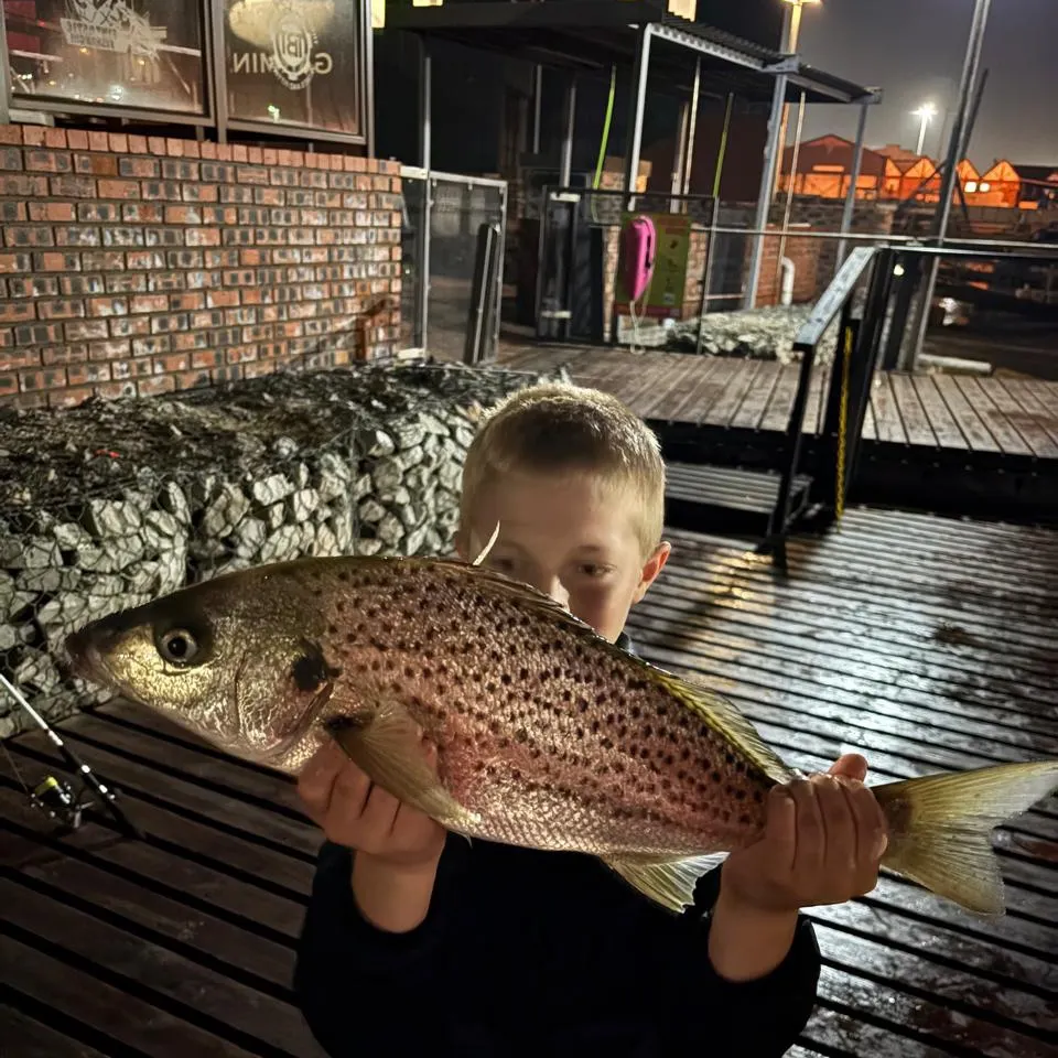 The most recent Smallspotted grunter catches on Fishbrain