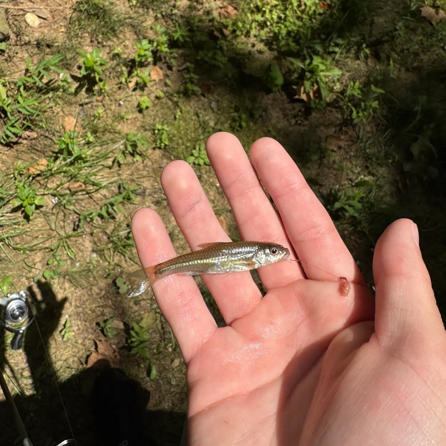 The most recent Silverjaw minnow catches on Fishbrain