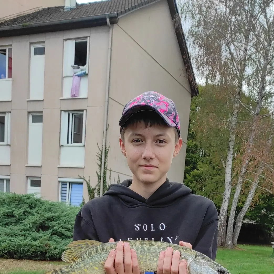 Northern pike caught on Fishbrain